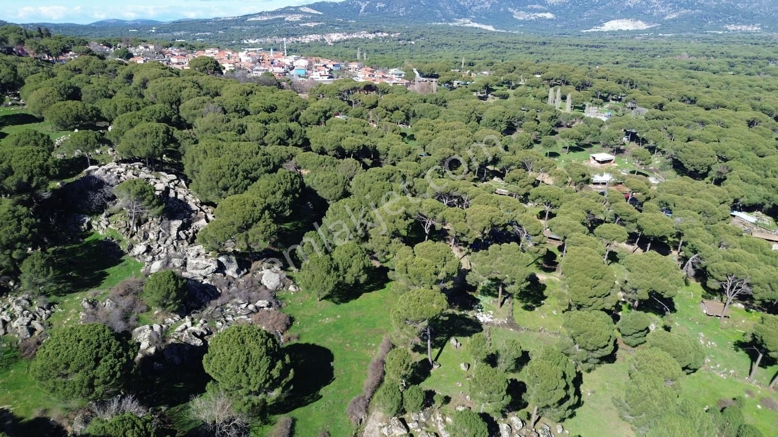 Bergama Kozak Göbeller Mahallesinde Satılık 3.966m2 Fıstıklık - Görsel 8