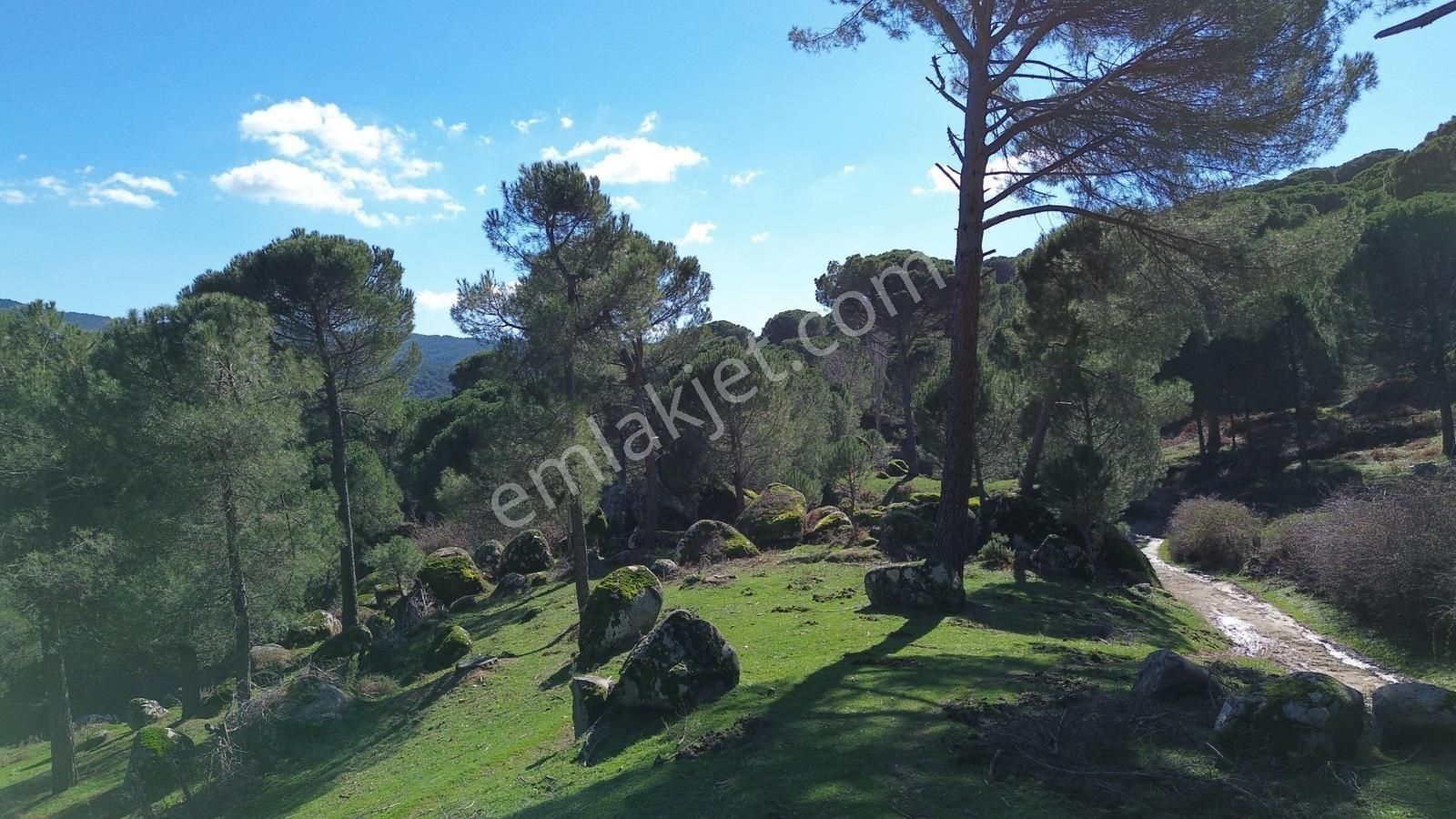 Bergama Kozak Göbeller Mahallesinde Satılık 3.966m2 Fıstıklık