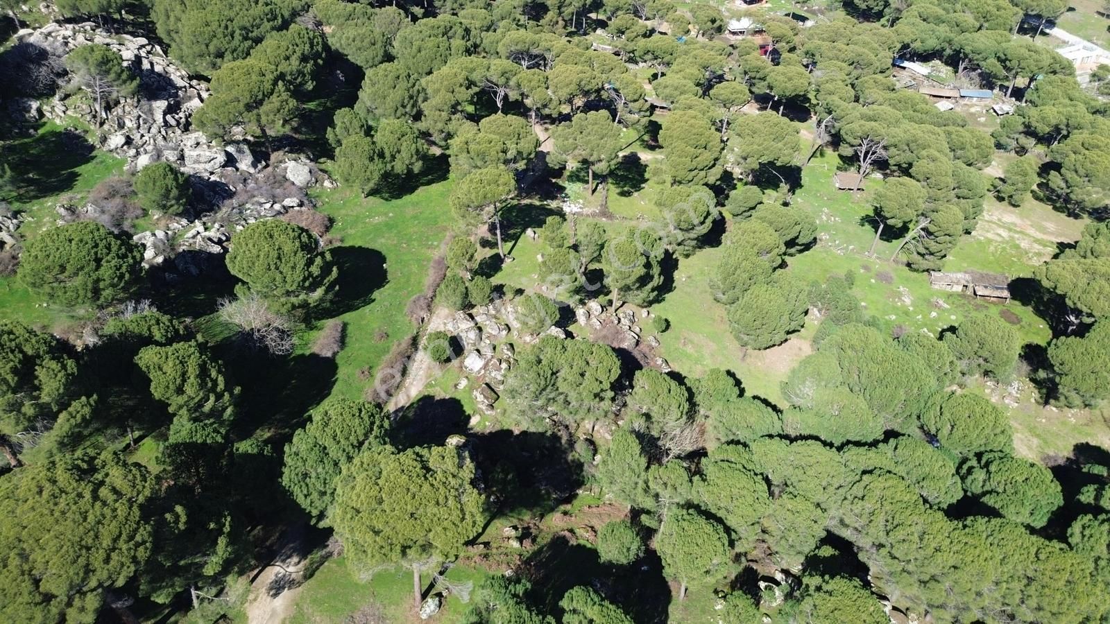 Bergama Kozak Göbeller Mahallesinde Satılık 3.966m2 Fıstıklık - Görsel 23