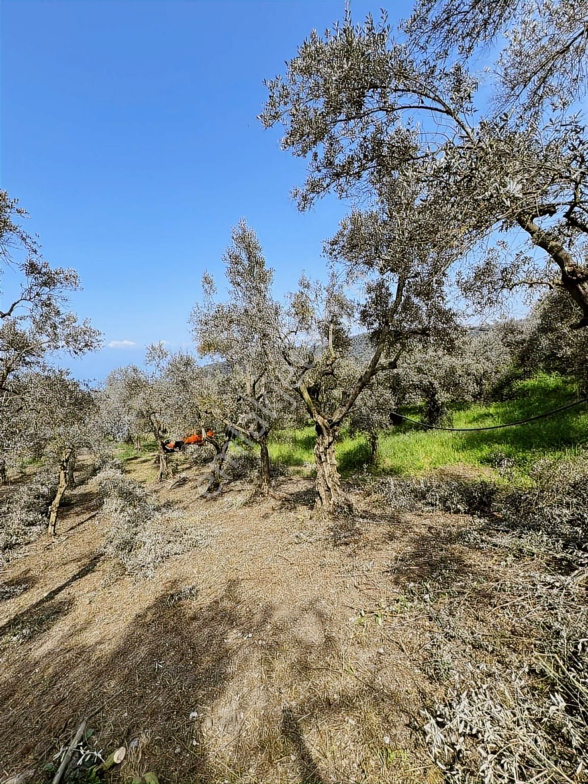 2m Yatırım'dan İznik Müşkülede Zeytin Bahçesi - Görsel 14