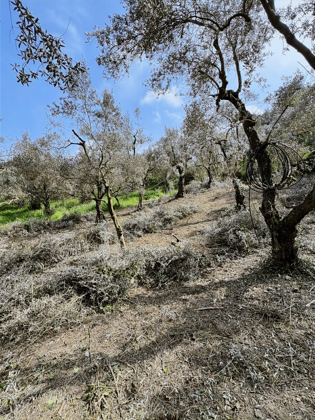 2m Yatırım'dan İznik Müşkülede Zeytin Bahçesi - Görsel 9