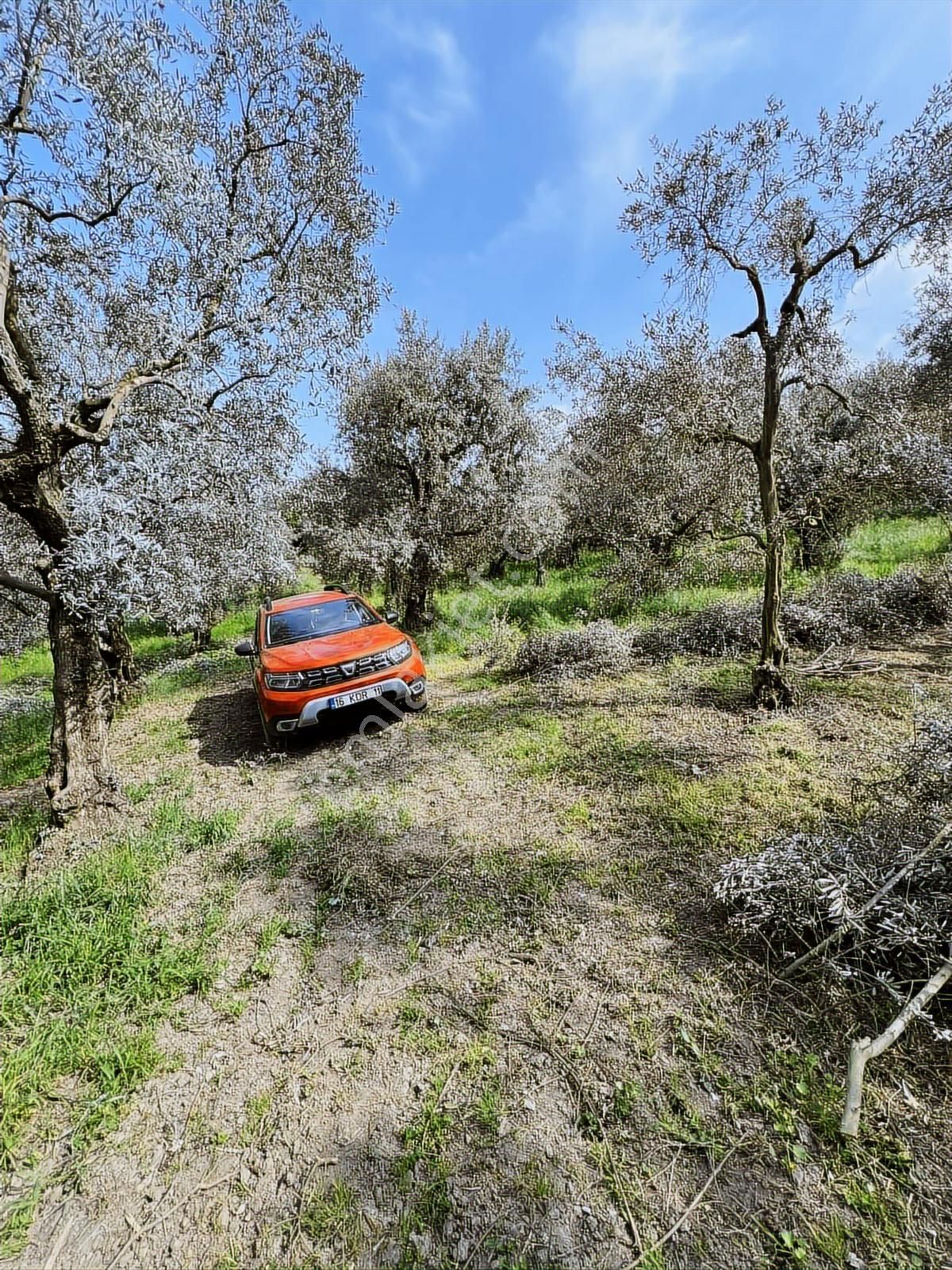 2m Yatırım'dan İznik Müşkülede Zeytin Bahçesi - Görsel 15
