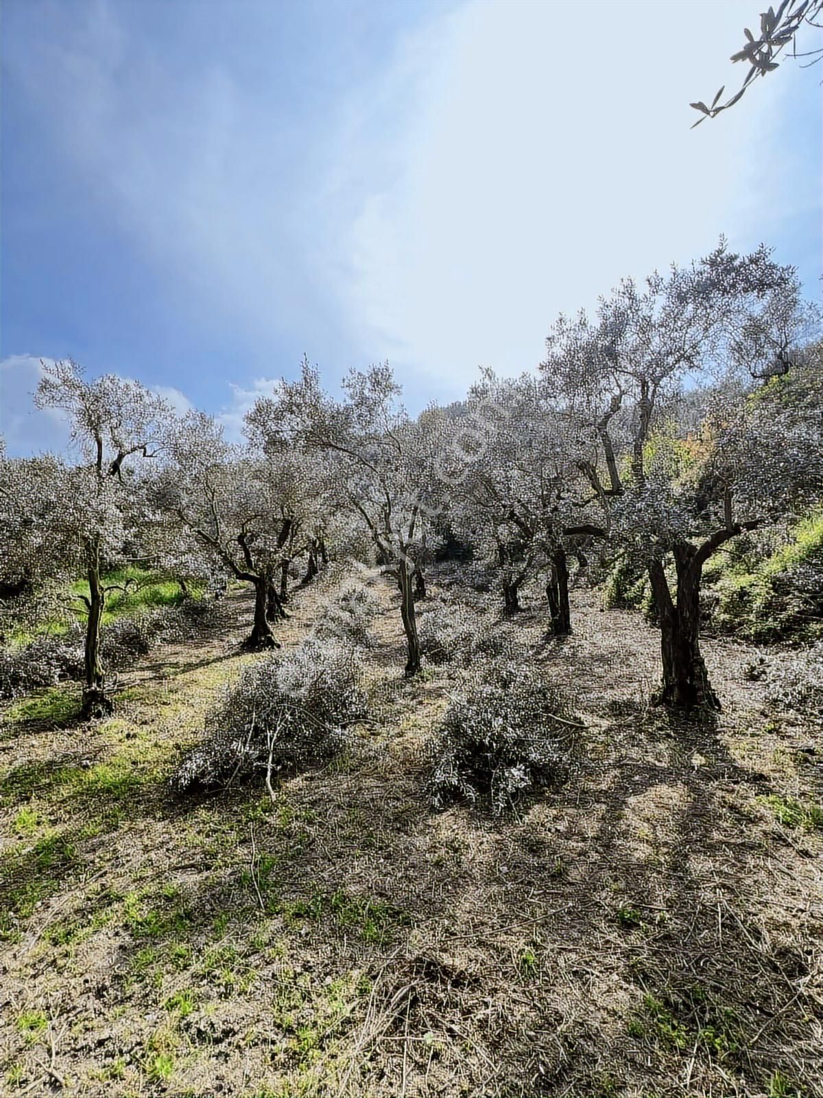 2m Yatırım'dan İznik Müşkülede Zeytin Bahçesi