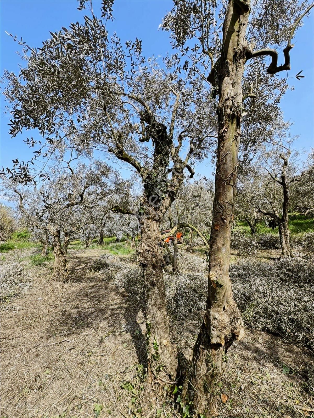 2m Yatırım'dan İznik Müşkülede Zeytin Bahçesi - Görsel 10