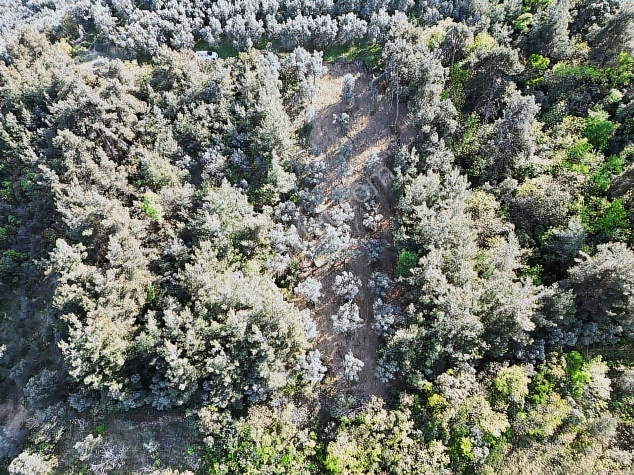 2m Yatırım'dan İznik Mustafalı Mah Göl Manzaralı Zeytinlik - Görsel 3