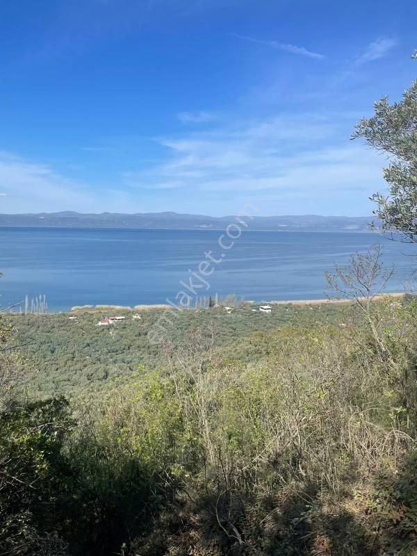 2m Yatırım'dan İznik Mustafalı Mah Göl Manzaralı Zeytinlik - Görsel 18