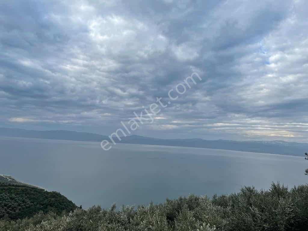 2m Yatırım'dan İznik Aydınlar Köyünde Satılık Zeytinlik - Görsel 19