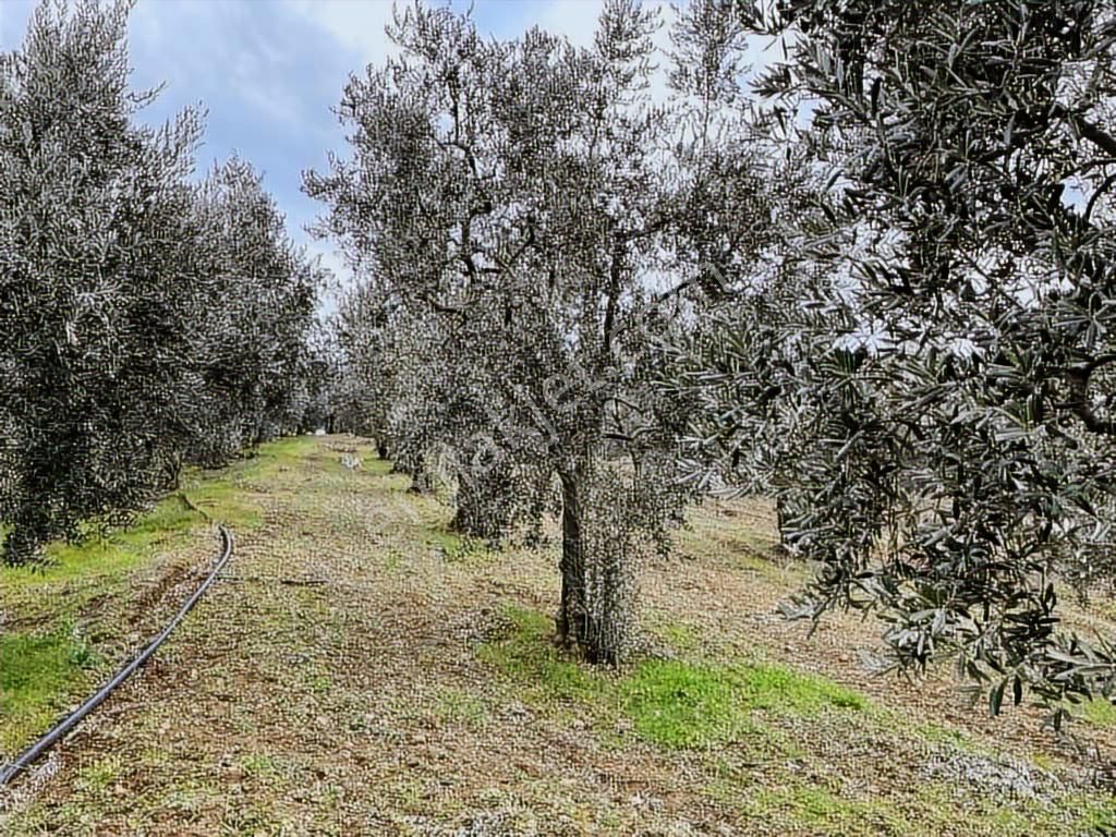 2m Yatırım'dan İznik Aydınlar Köyünde Satılık Zeytinlik - Görsel 23