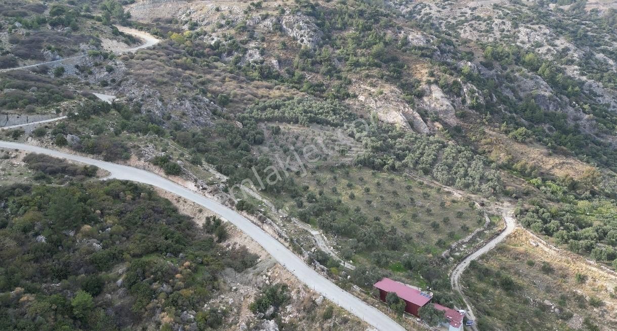 Söke Sazlı’da Satılık Zeytinlik-tarla-ev-ticari Depo - Görsel 15