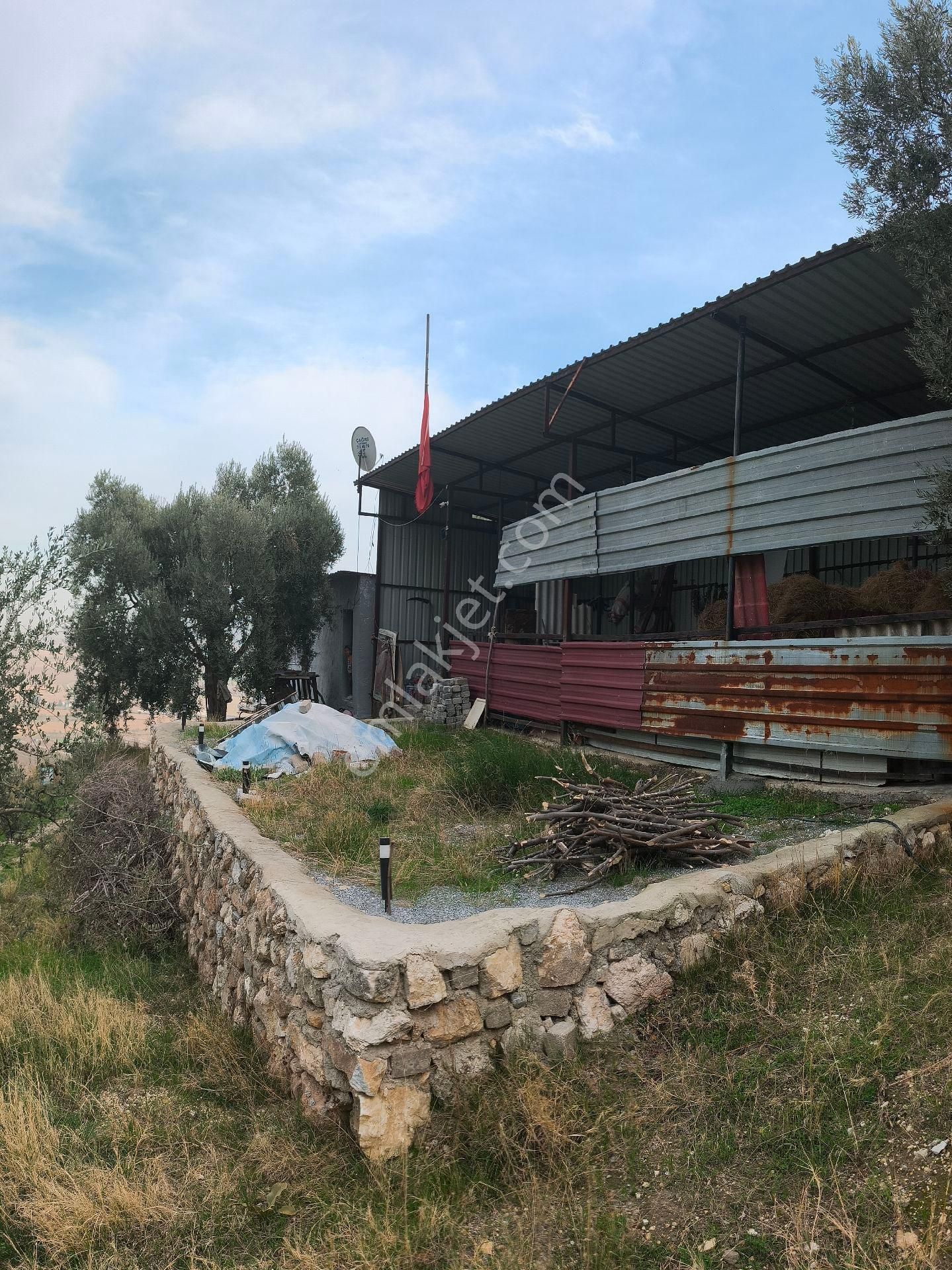 Söke Sazlı’da Satılık Zeytinlik-tarla-ev-ticari Depo - Görsel 5