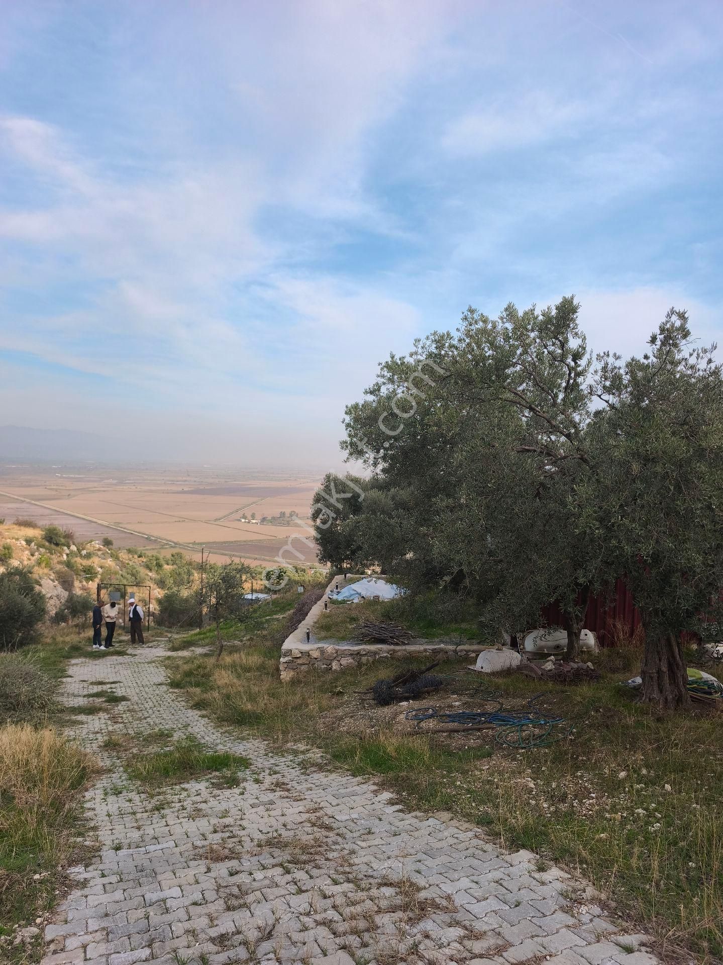 Söke Sazlı’da Satılık Zeytinlik-tarla-ev-ticari Depo - Görsel 9