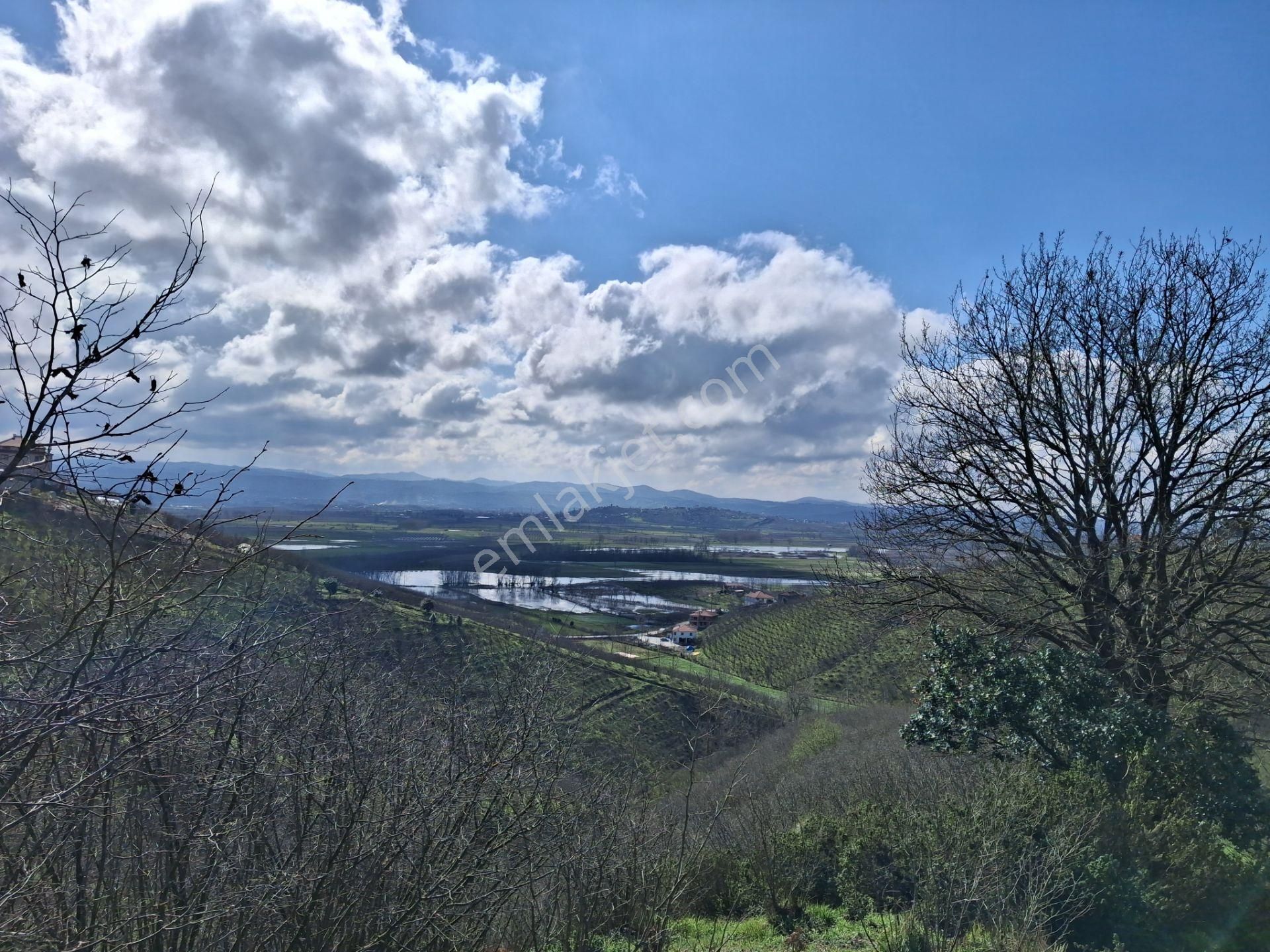 Karasu Konacık Köyünde Verimli Yatırımlık Fındık Bahçesi.