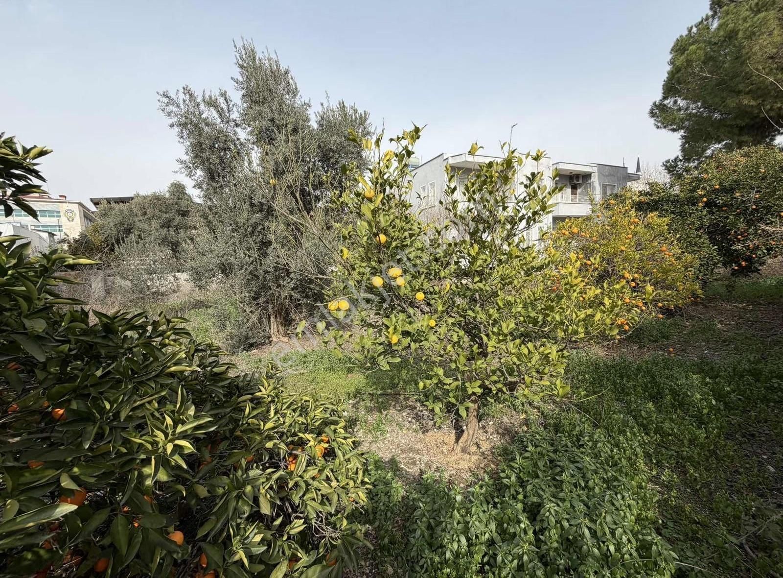 Ceyhan Yeni Emniyet Karşısında 400 M.k + 1 Ev - Görsel 14