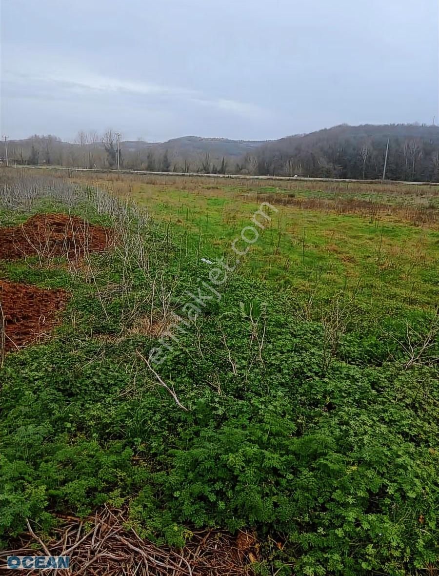 Kandıra Tekzende Resmi Yollu Satılık Tarla - Görsel 12