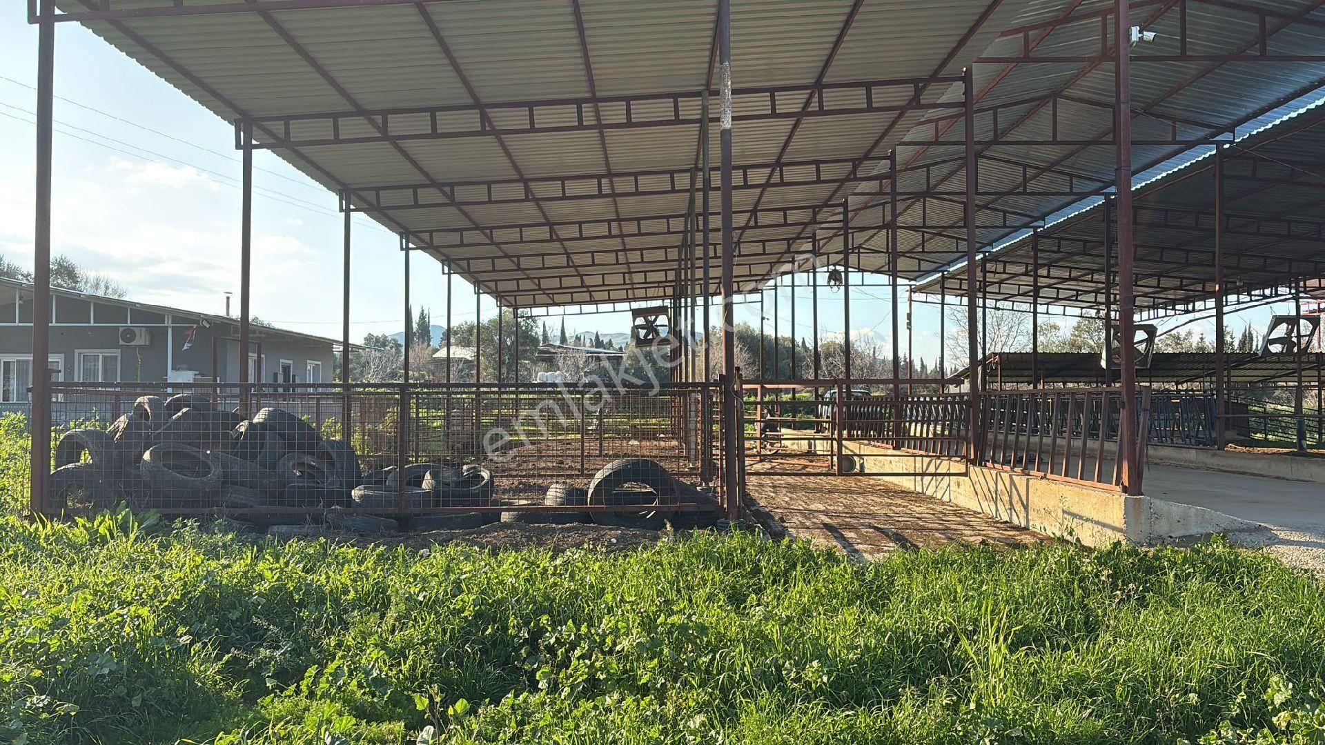 Ödemiş'te 5900m² 100 Kapasiteli Besi Çiftliği Satılık - Görsel 3