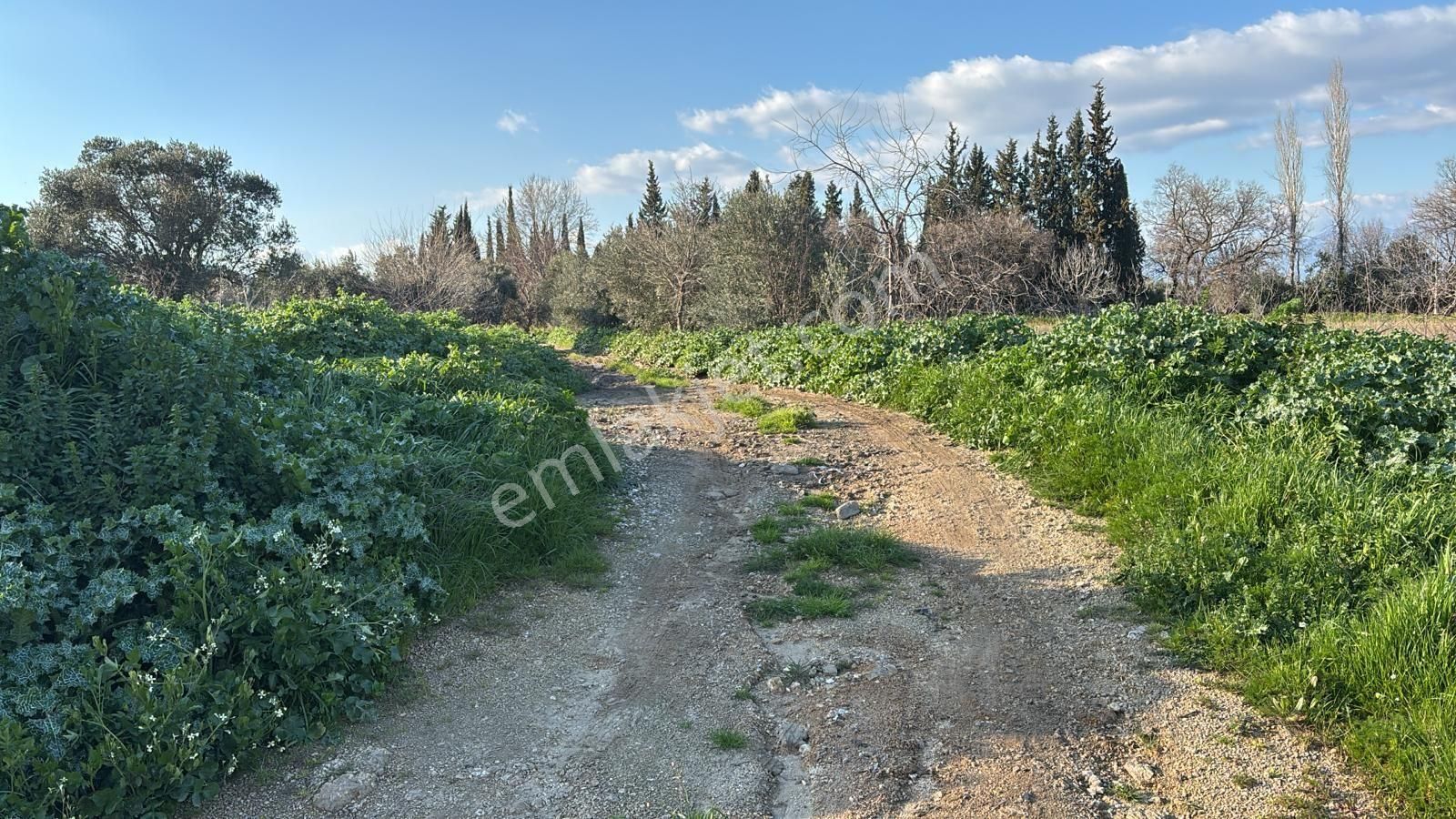 Ödemiş'te 5900m² 100 Kapasiteli Besi Çiftliği Satılık - Görsel 13