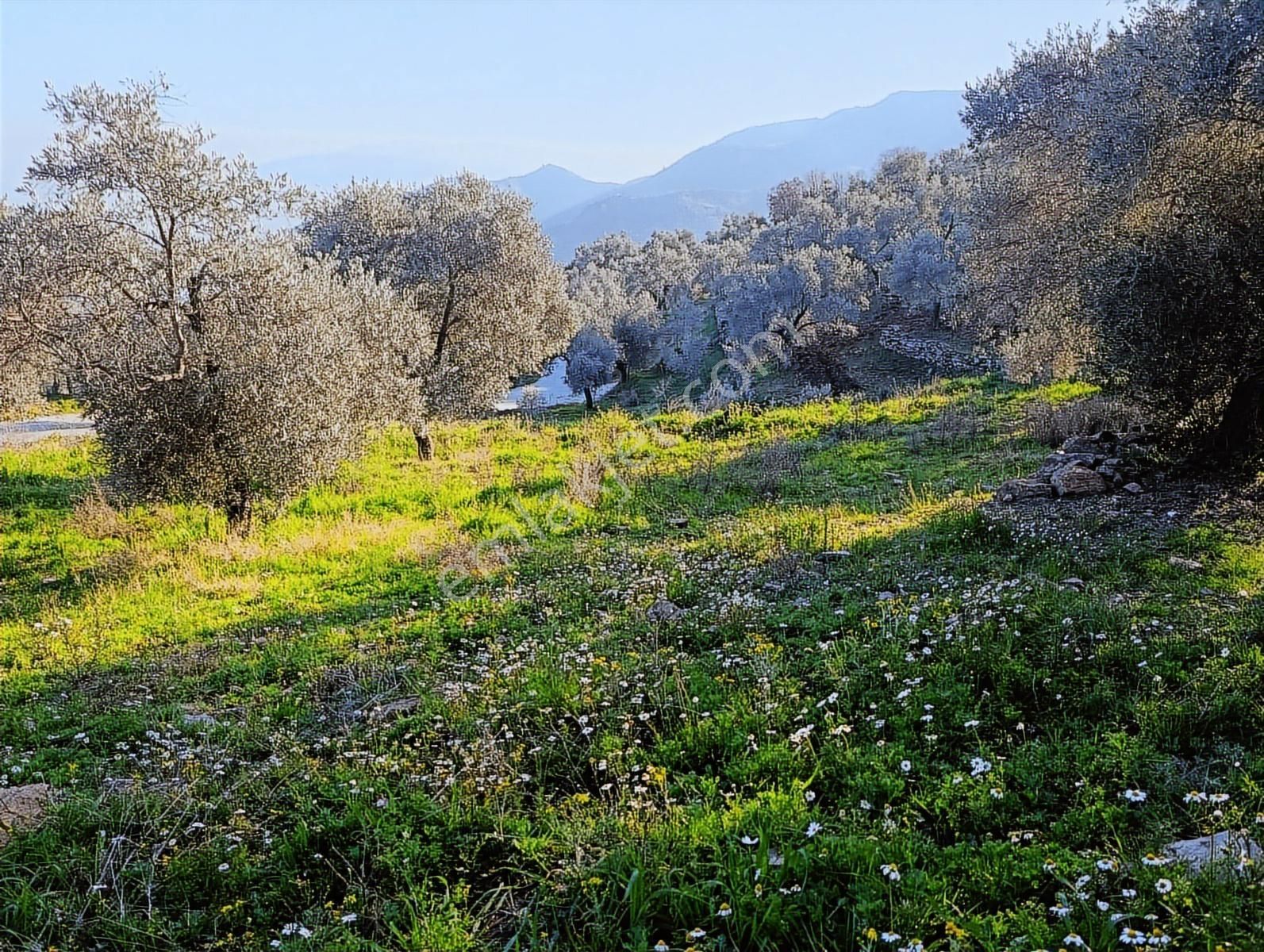 1.330m Baraj Manzaralı Tamamı Düz Zeytinlik - Görsel 9