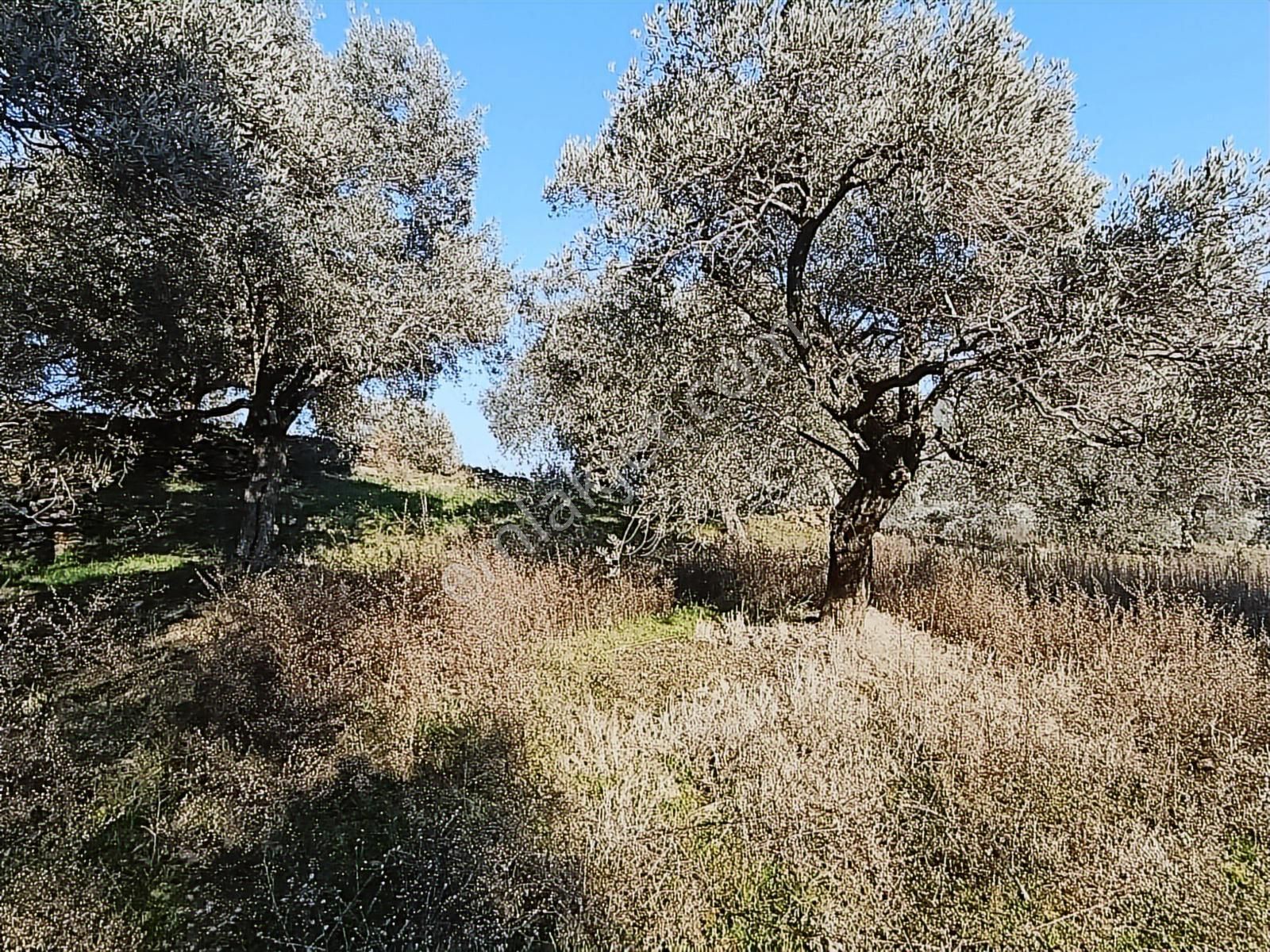 1.330m Baraj Manzaralı Tamamı Düz Zeytinlik - Görsel 13