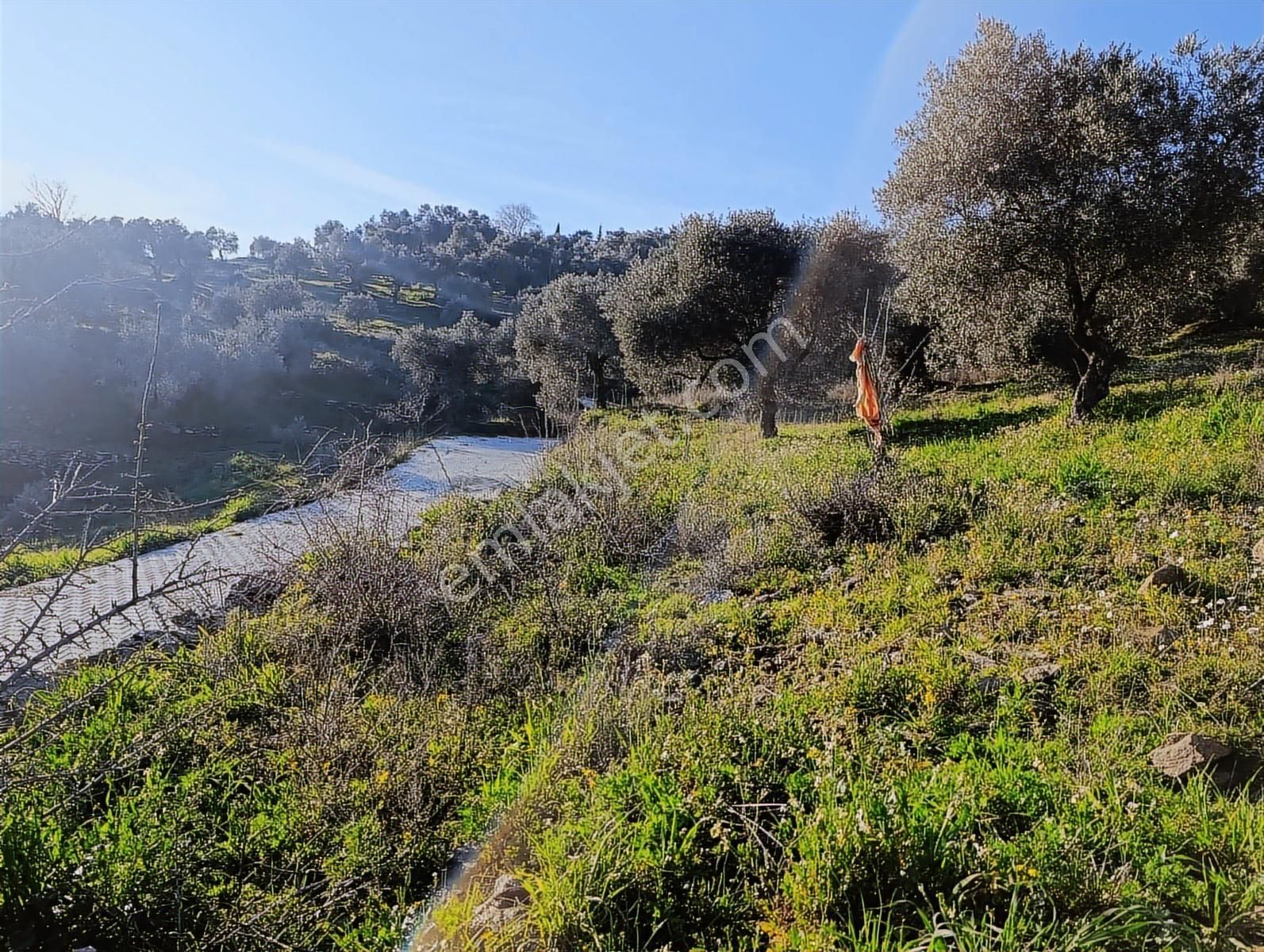 1.330m Baraj Manzaralı Tamamı Düz Zeytinlik - Görsel 3