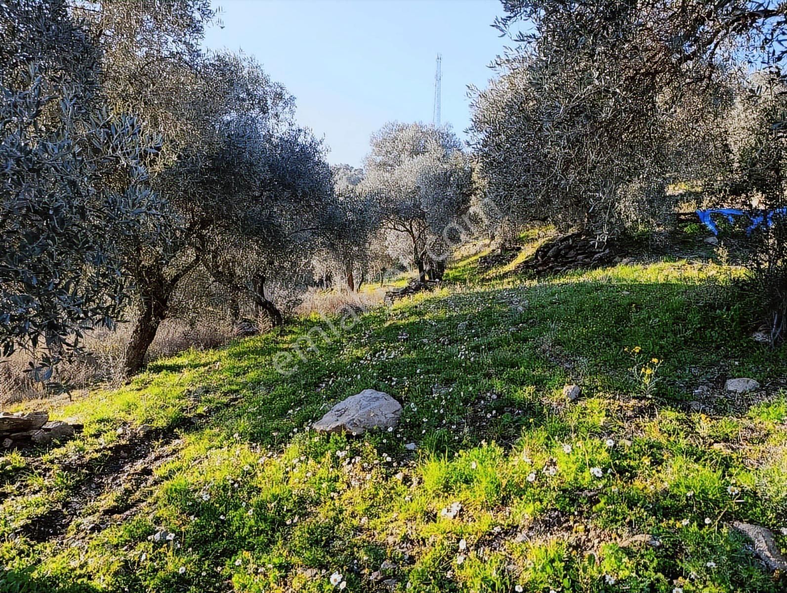 1.330m Baraj Manzaralı Tamamı Düz Zeytinlik - Görsel 16