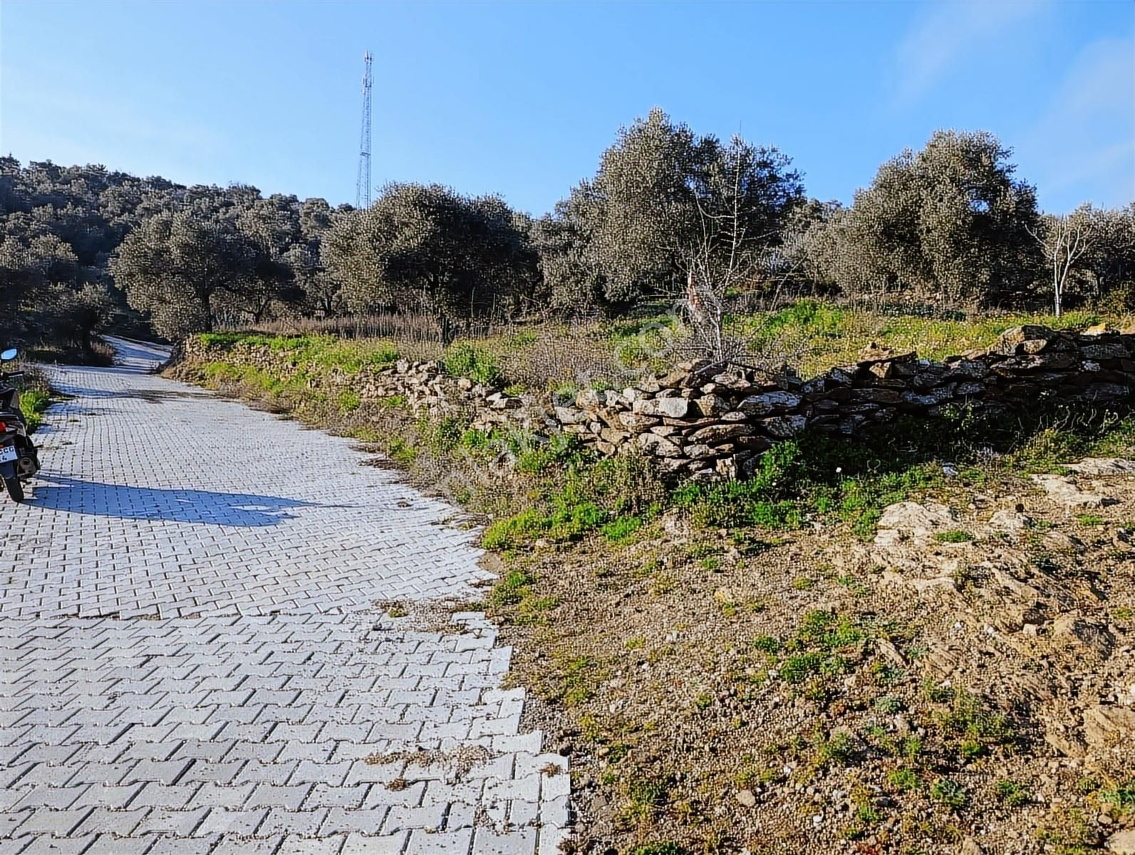 1.330m Baraj Manzaralı Tamamı Düz Zeytinlik - Görsel 4