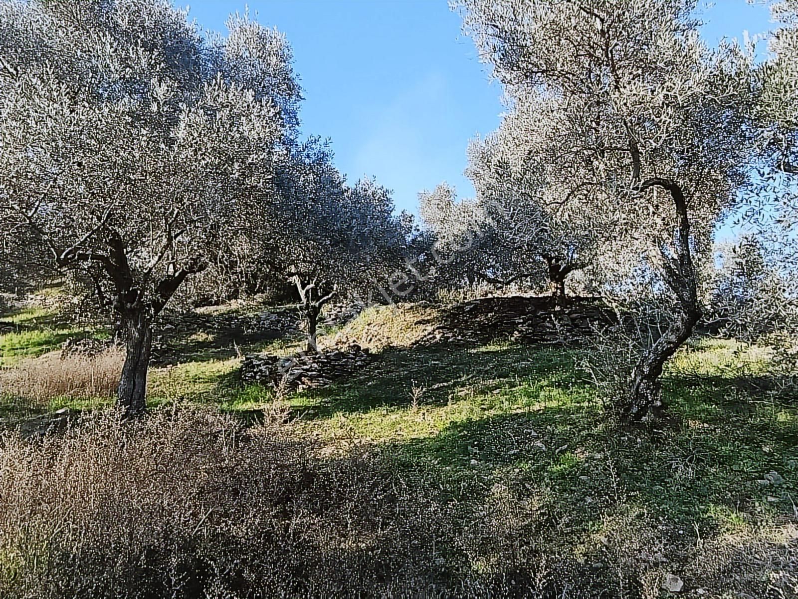 1.330m Baraj Manzaralı Tamamı Düz Zeytinlik - Görsel 15
