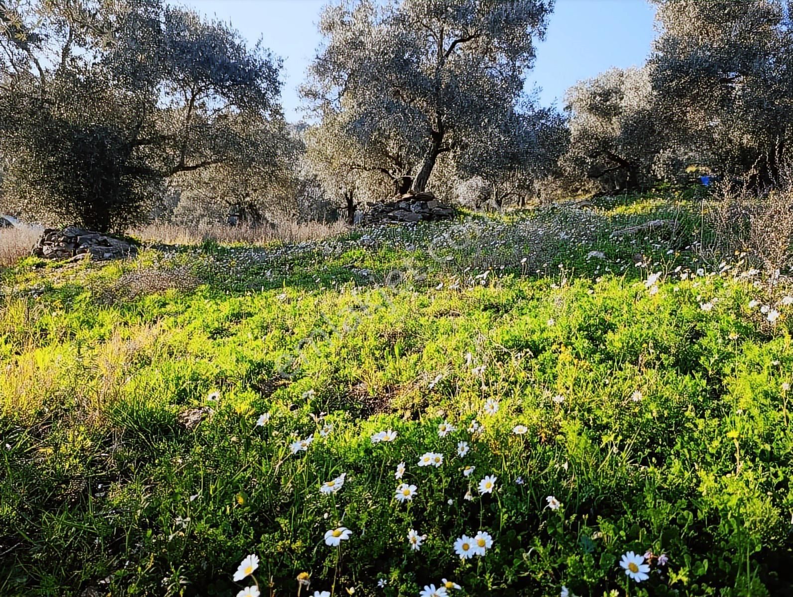 1.330m Baraj Manzaralı Tamamı Düz Zeytinlik - Görsel 12