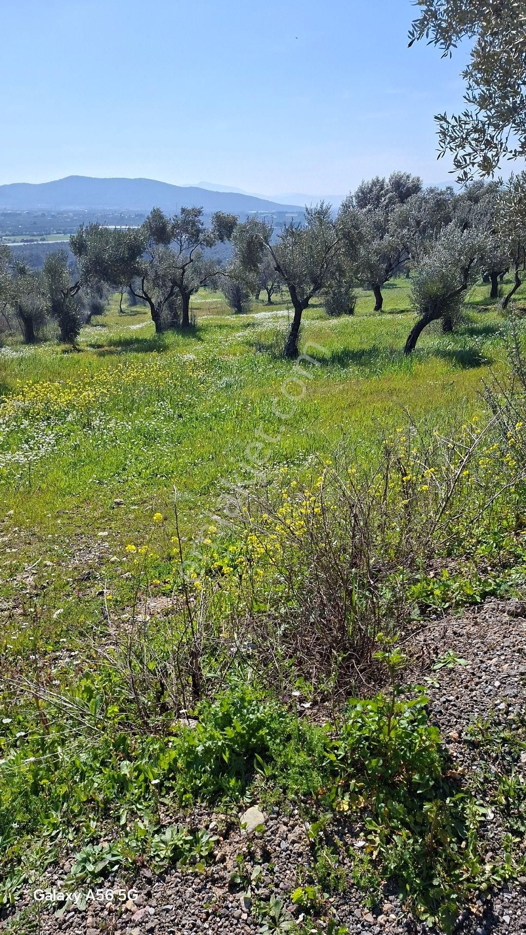 Torbalı Güzel Köylerde Sahipler'de Satılık Tarla Ve Zeytinlik - Görsel 10