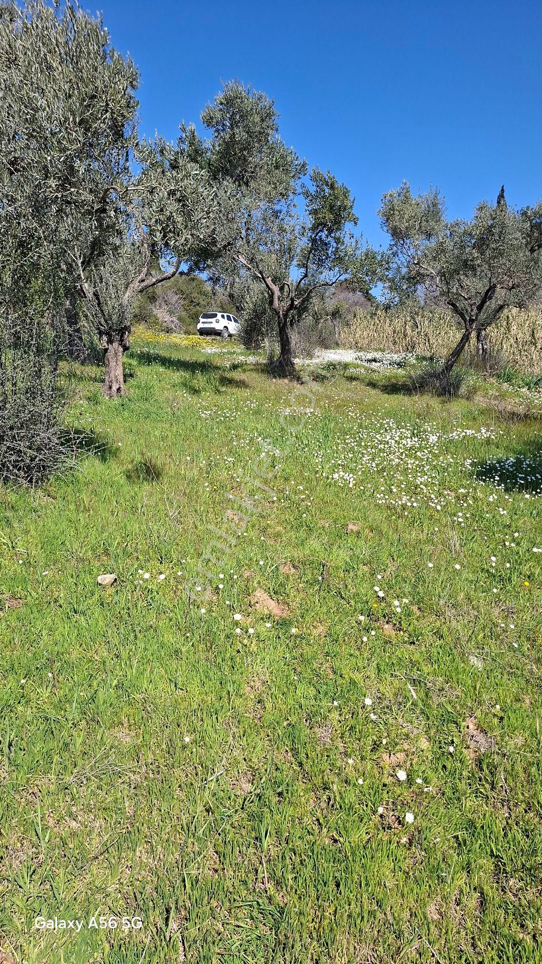 Torbalı Güzel Köylerde Sahipler'de Satılık Tarla Ve Zeytinlik - Görsel 7
