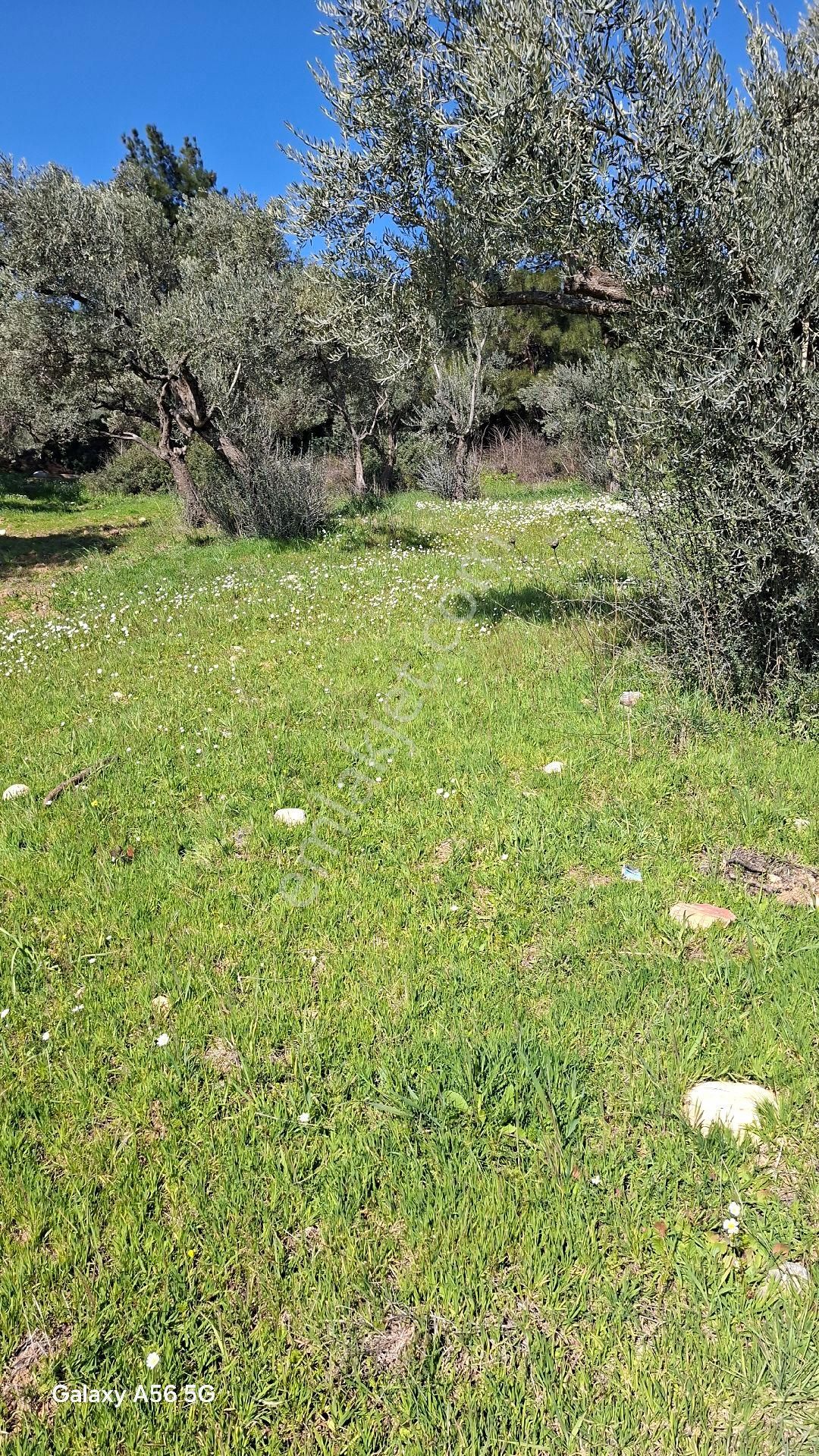 Torbalı Güzel Köylerde Sahipler'de Satılık Tarla Ve Zeytinlik - Görsel 6