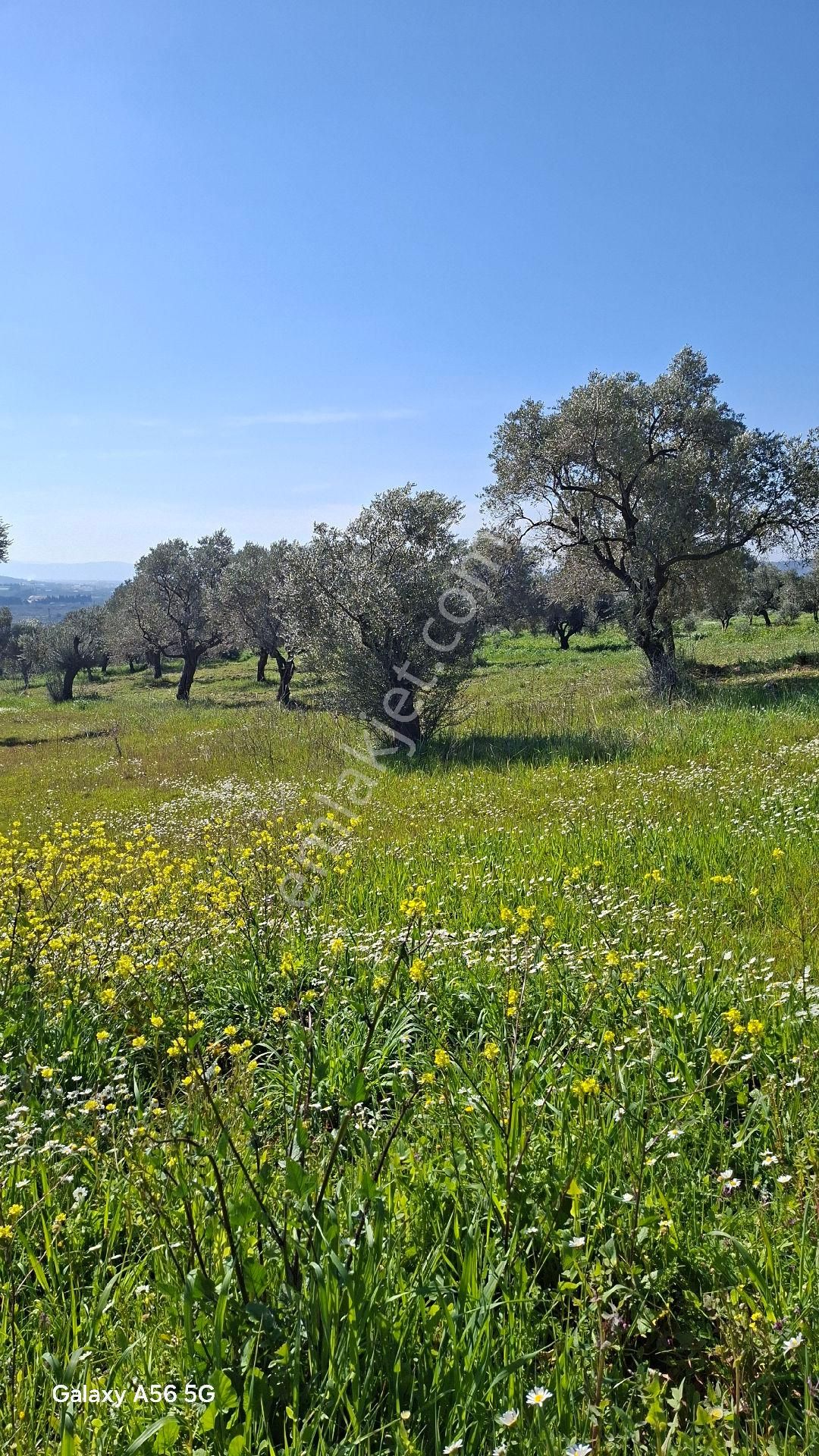 Torbalı Güzel Köylerde Sahipler'de Satılık Tarla Ve Zeytinlik - Görsel 4