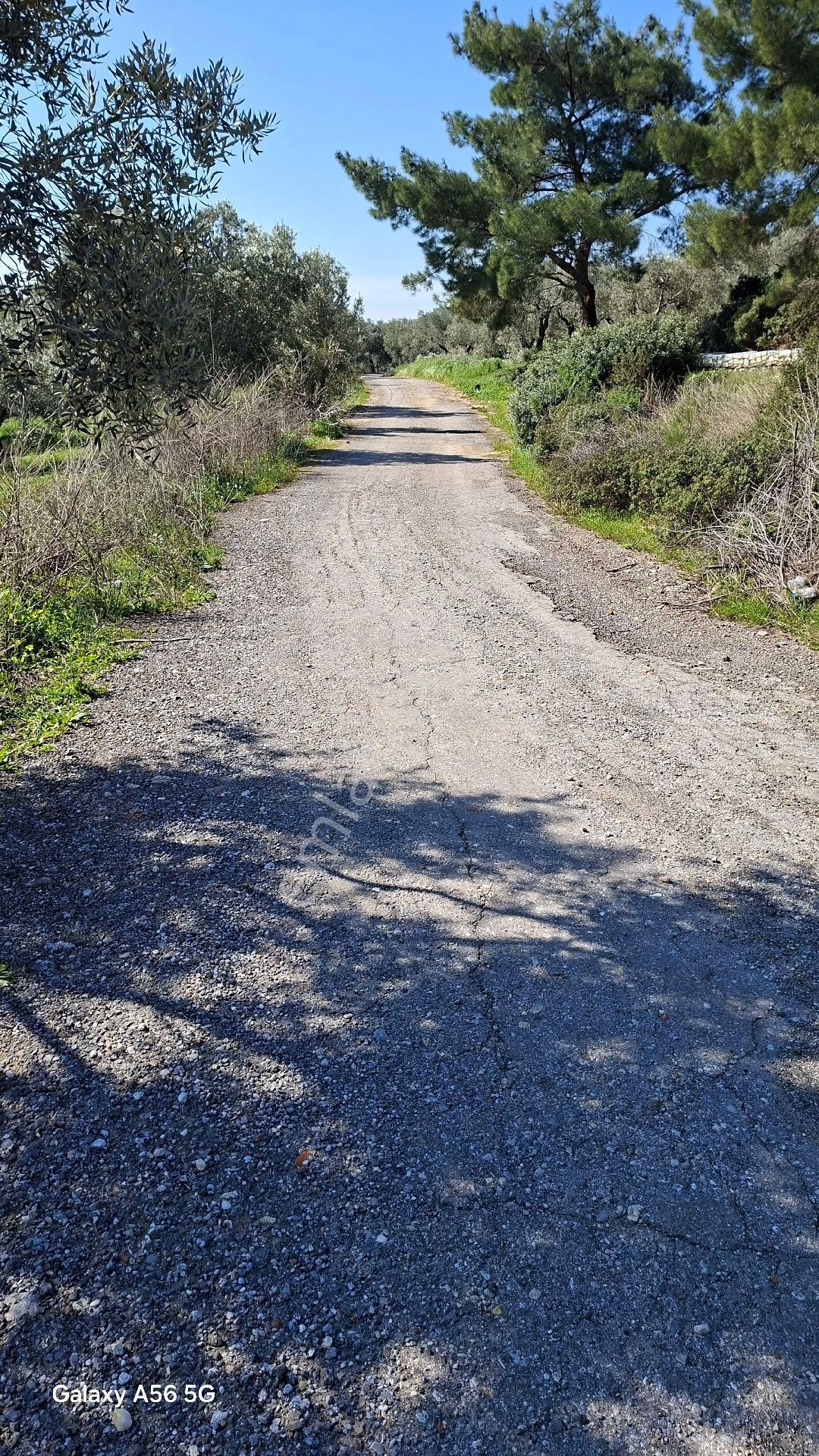 Torbalı Güzel Köylerde Sahipler'de Satılık Tarla Ve Zeytinlik - Görsel 13
