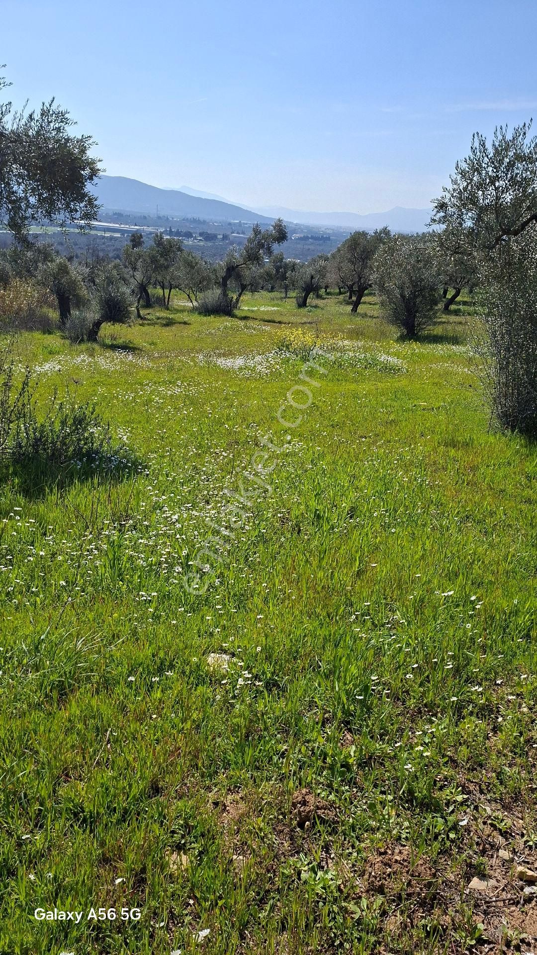 Torbalı Güzel Köylerde Sahipler'de Satılık Tarla Ve Zeytinlik - Görsel 2