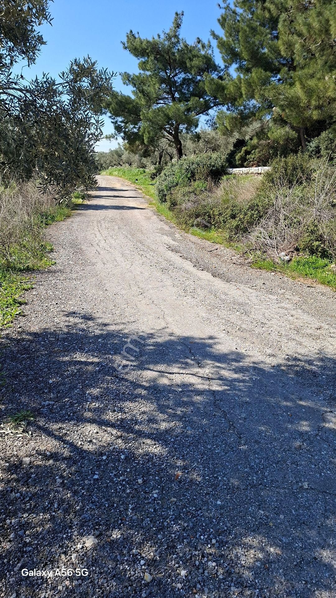 Torbalı Güzel Köylerde Sahipler'de Satılık Tarla Ve Zeytinlik - Görsel 14