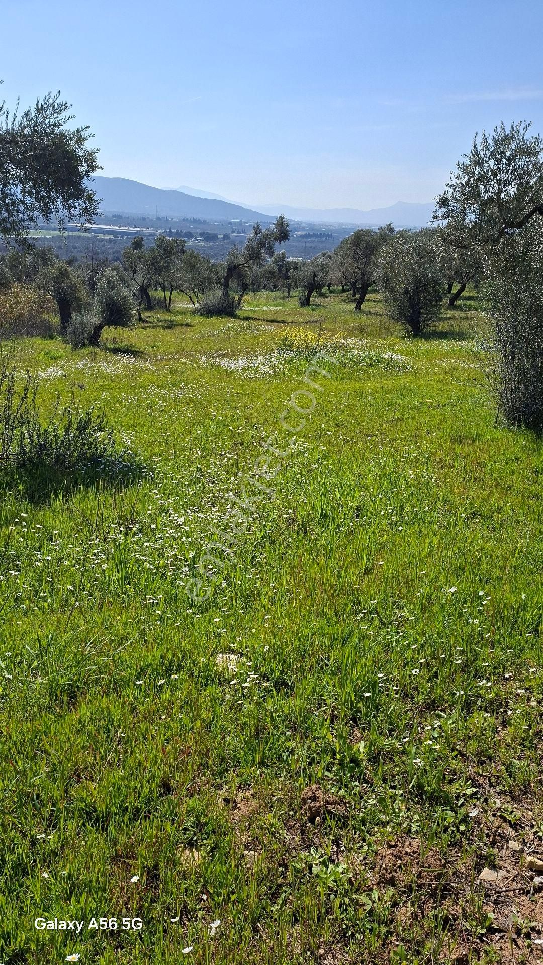 Torbalı Güzel Köylerde Sahipler'de Satılık Tarla Ve Zeytinlik