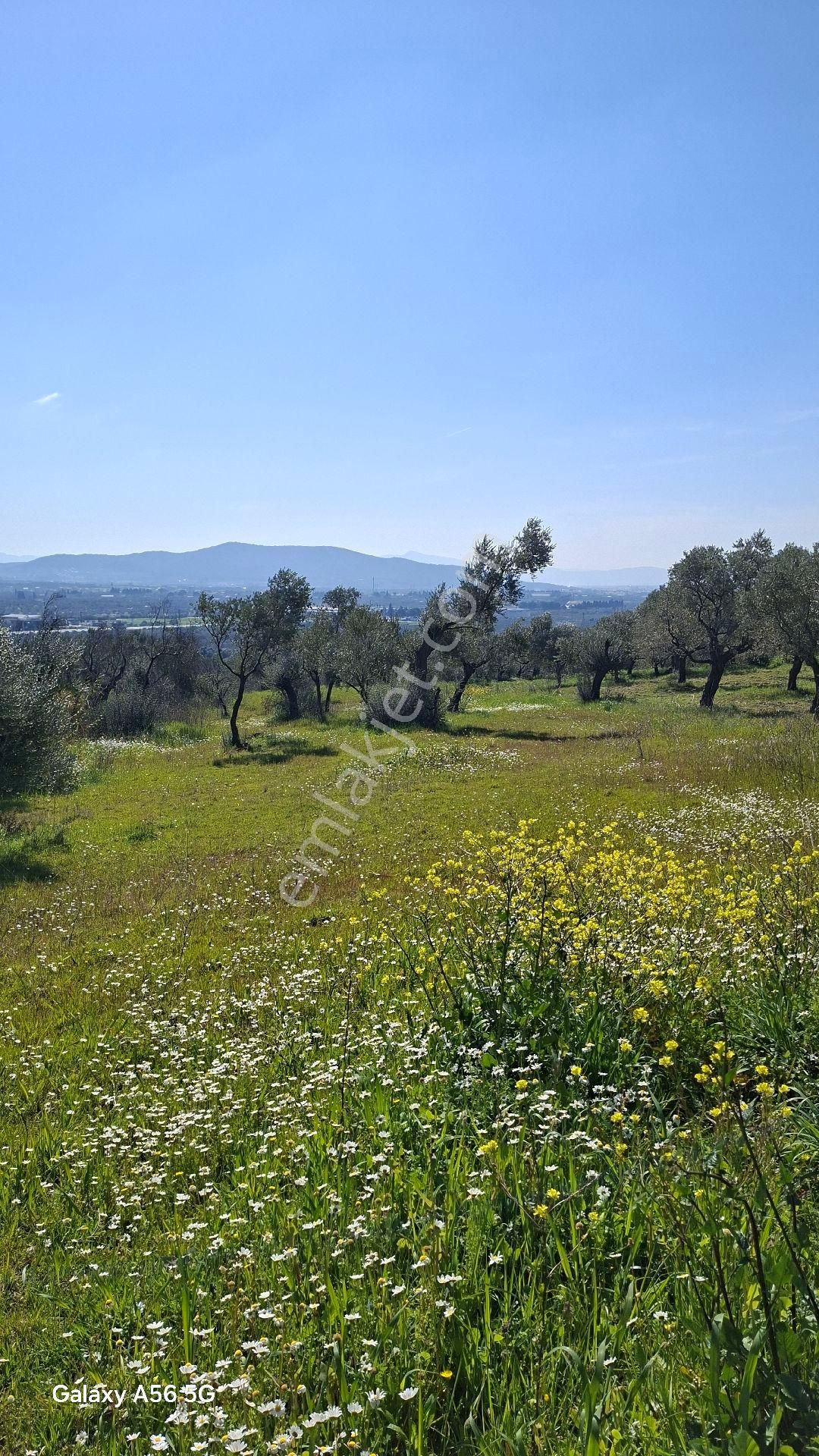 Torbalı Güzel Köylerde Sahipler'de Satılık Tarla Ve Zeytinlik - Görsel 5