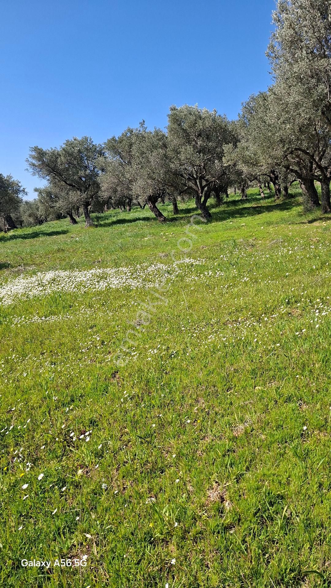 Torbalı Güzel Köylerde Sahipler'de Satılık Tarla Ve Zeytinlik - Görsel 3