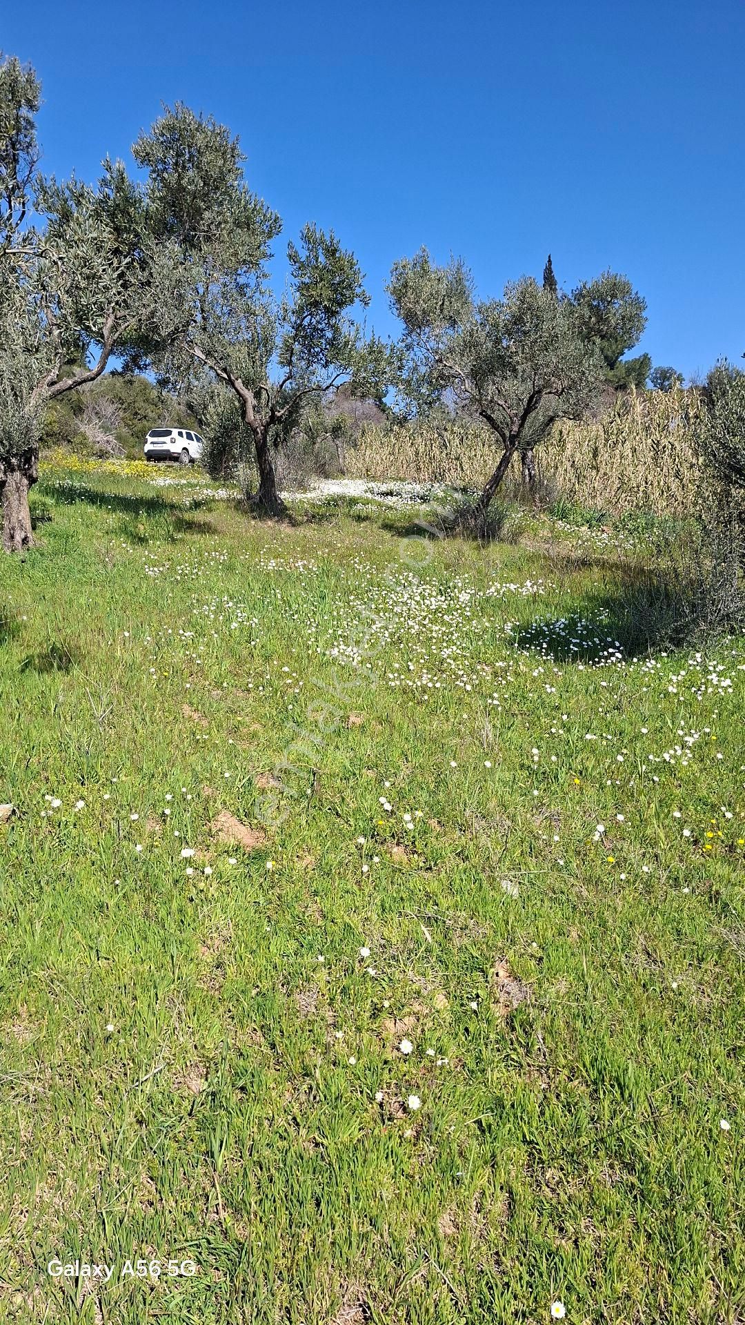 Torbalı Güzel Köylerde Sahipler'de Satılık Tarla Ve Zeytinlik - Görsel 8