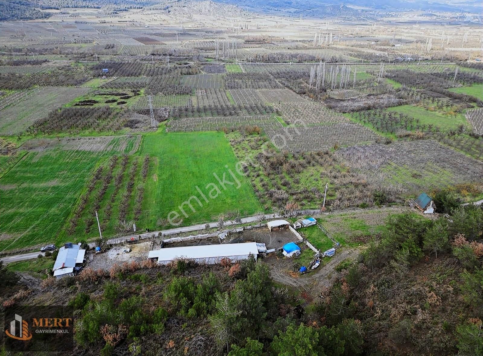 Sakarya Pamukova Mekecede 11.360 M² Yatırımlık Meyve Bahçesi - Görsel 6