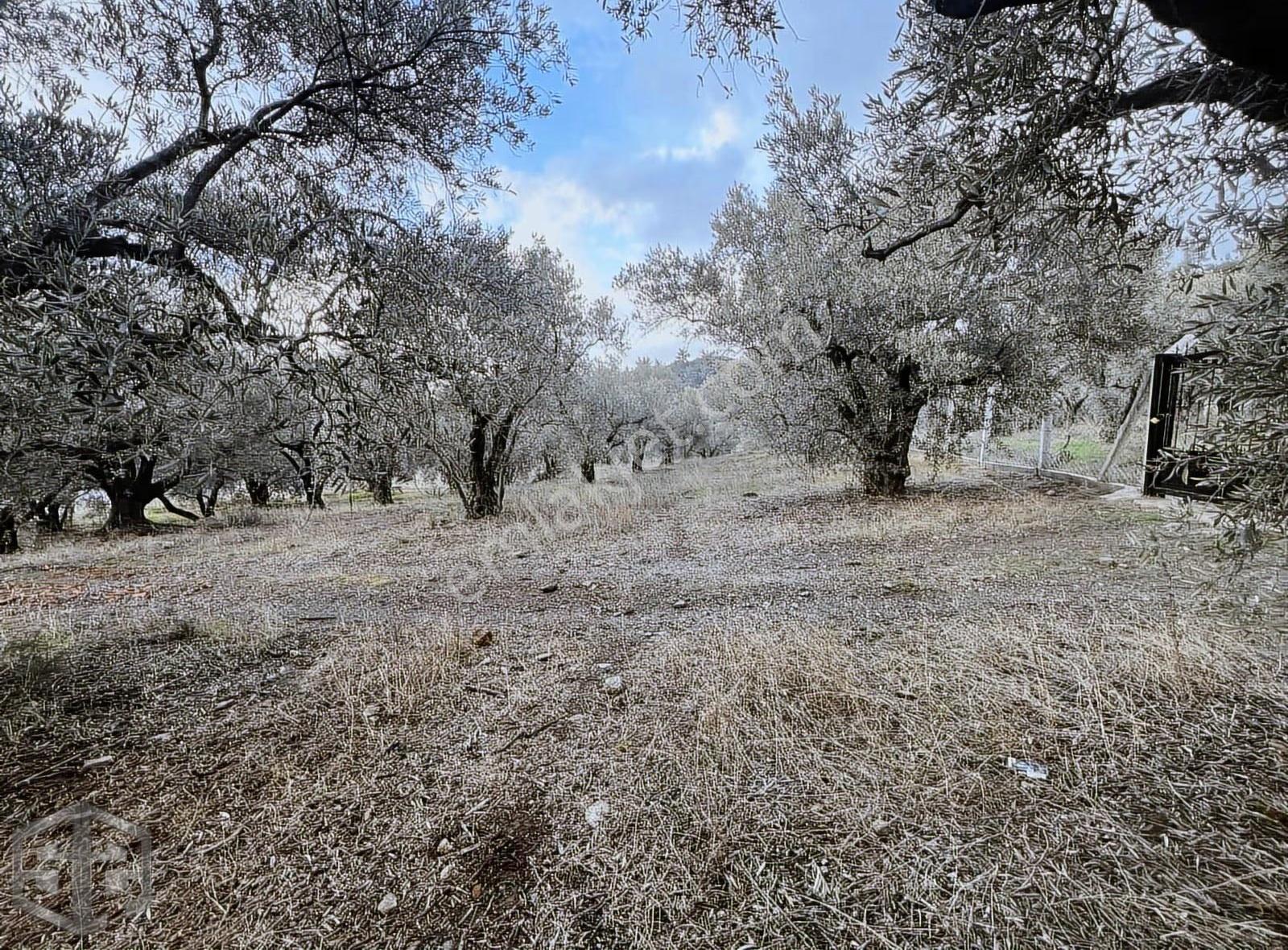İzmir Selçuk Satılık 5.380 M² Full Deniz Manzaralı Zeytinlik - Görsel 2
