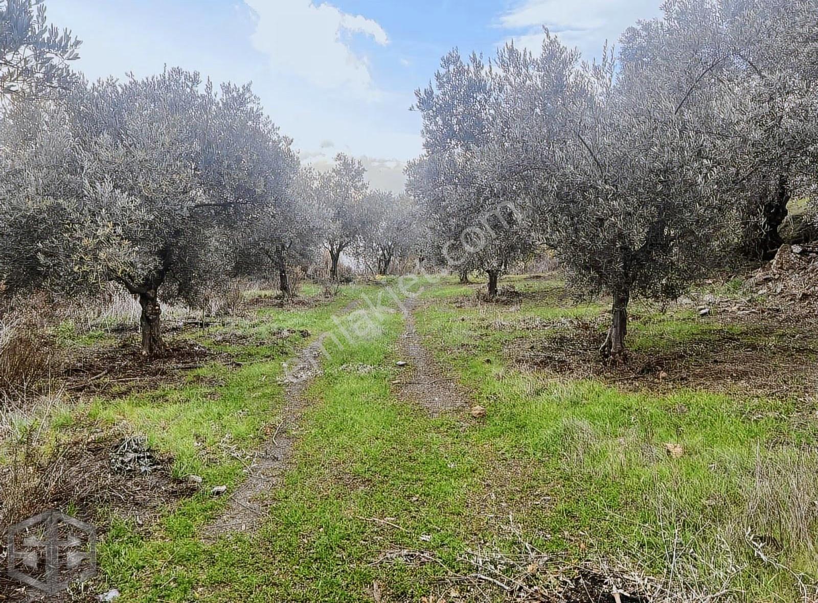 İzmir Selçuk Satılık 5.380 M² Full Deniz Manzaralı Zeytinlik - Görsel 8