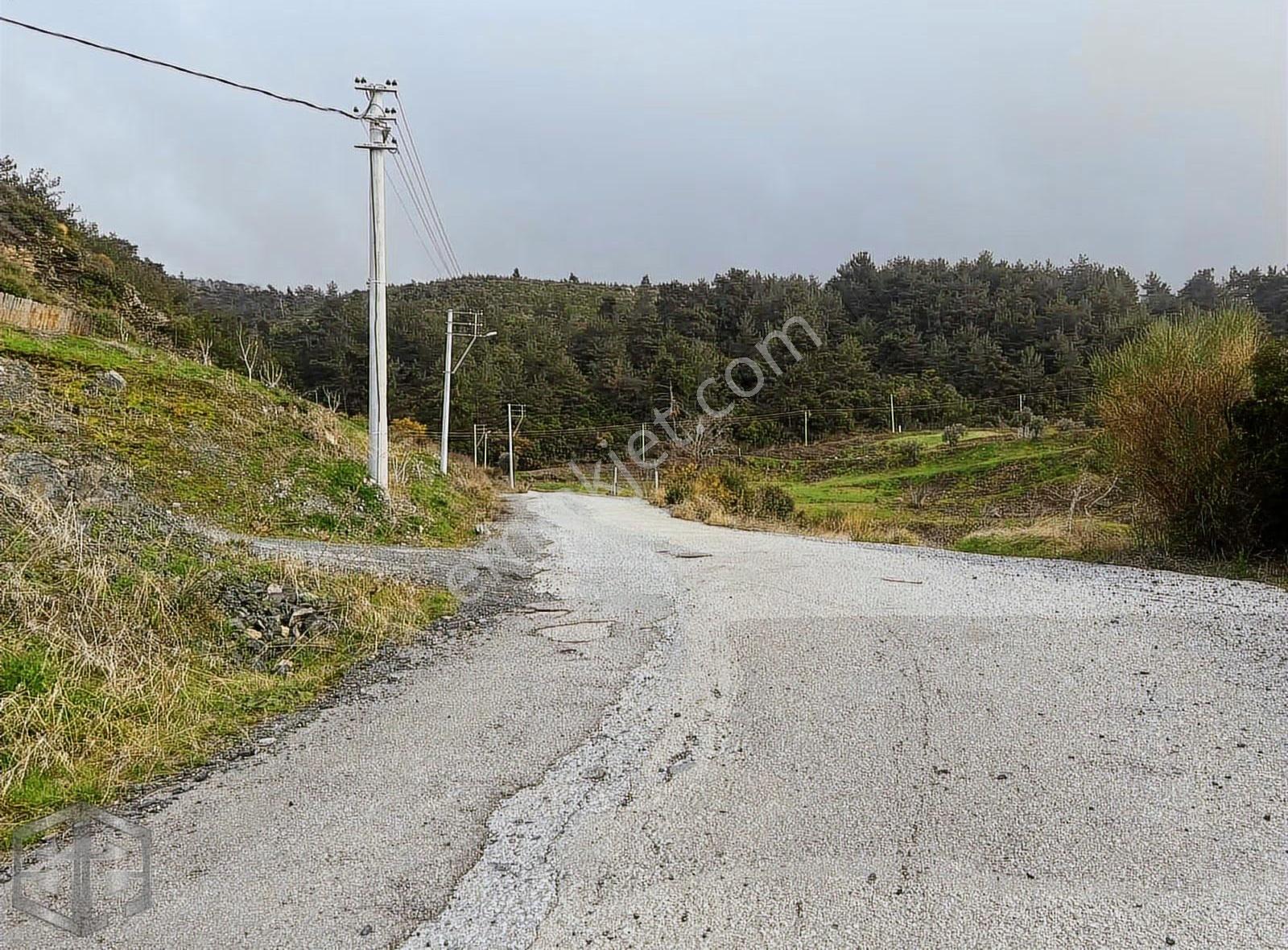 İzmir Selçuk Satılık 5.380 M² Full Deniz Manzaralı Zeytinlik - Görsel 9