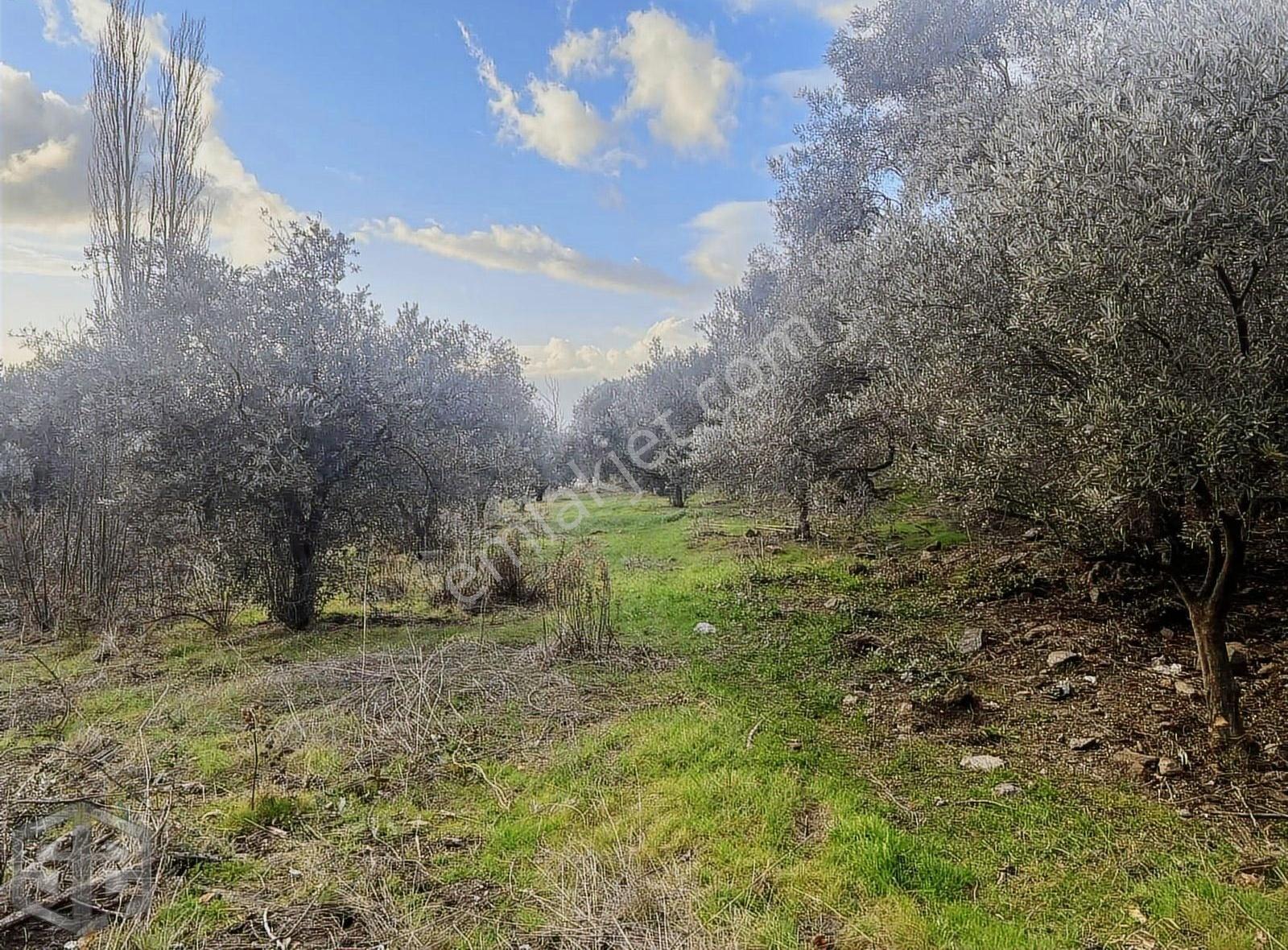 İzmir Selçuk Satılık 5.380 M² Full Deniz Manzaralı Zeytinlik - Görsel 12