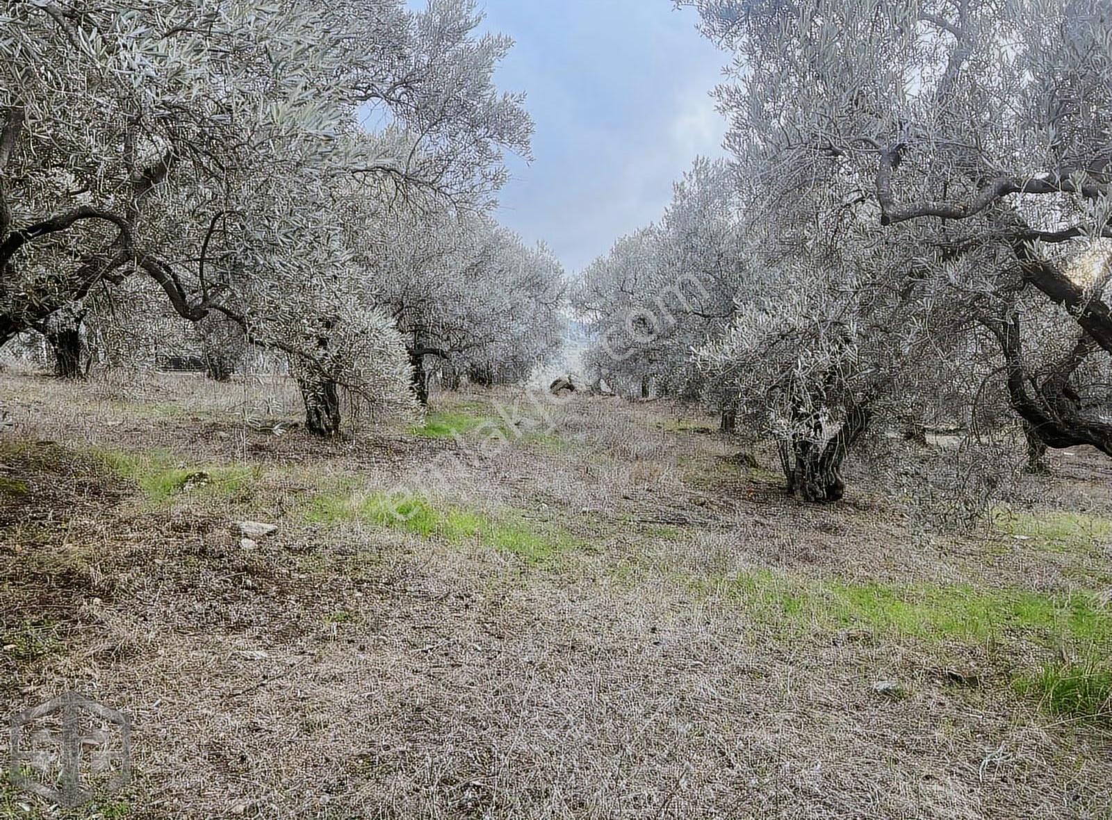 İzmir Selçuk Satılık 5.380 M² Full Deniz Manzaralı Zeytinlik - Görsel 6
