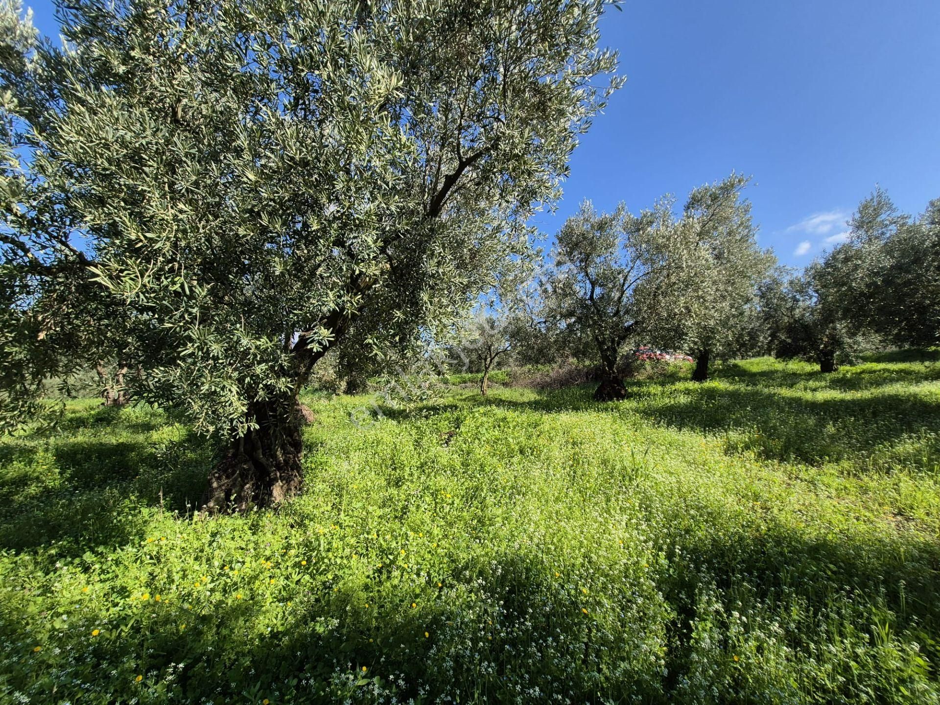 C21 Cius; Muratoba İmar Sınırına 226 M Yola Cepheli Zeytinlik - Görsel 10