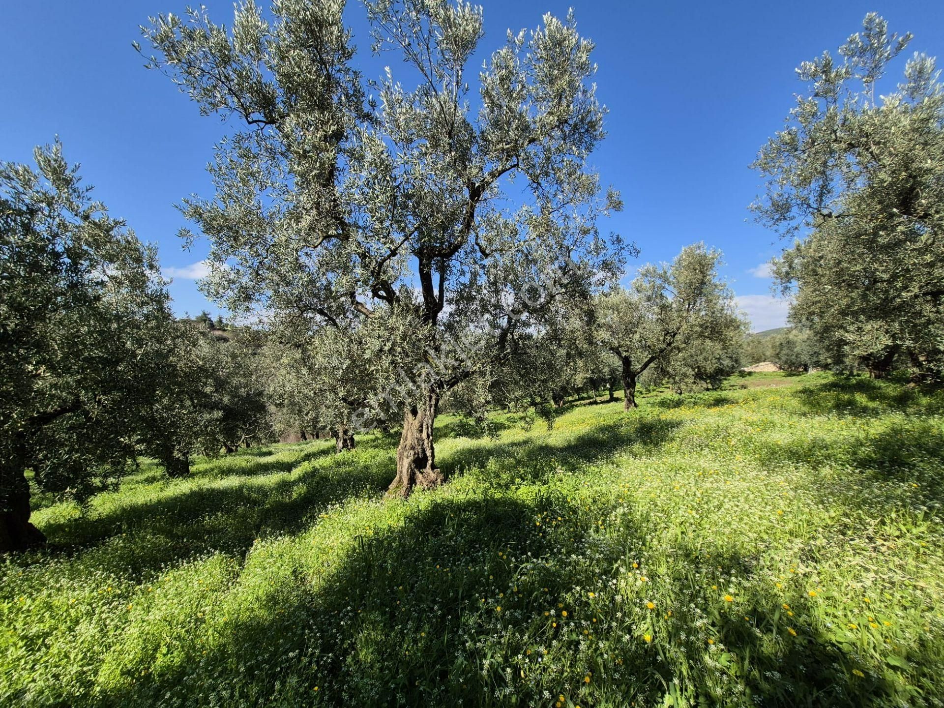 C21 Cius; Muratoba İmar Sınırına 226 M Yola Cepheli Zeytinlik - Görsel 9
