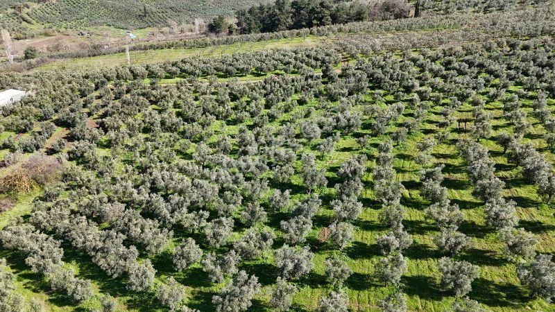 C21 Cius; Muratoba İmar Sınırına 226 M Yola Cepheli Zeytinlik - Görsel 3