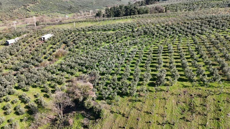 C21 Cius; Muratoba İmar Sınırına 226 M Yola Cepheli Zeytinlik - Görsel 4