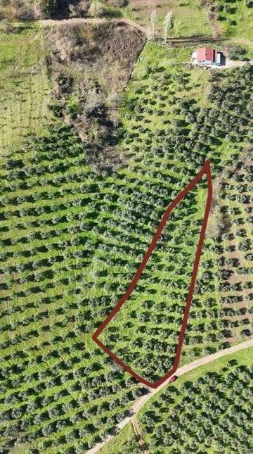 C21 Cius; Muratoba İmar Sınırına 226 M Yola Cepheli Zeytinlik - Görsel 2