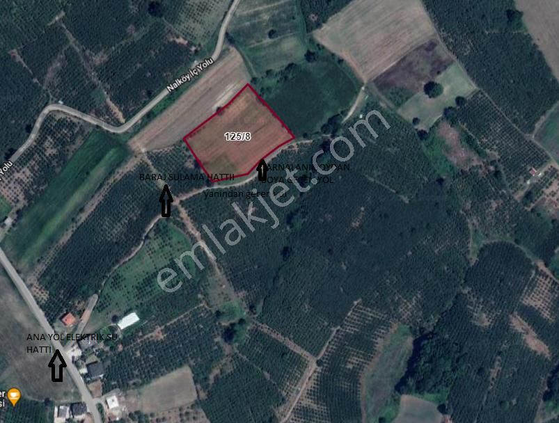 Sahibinden Satılık Çok Amaçlı Fındık Bahçesi - Ferizli Nalköy Mahal - Görsel 4